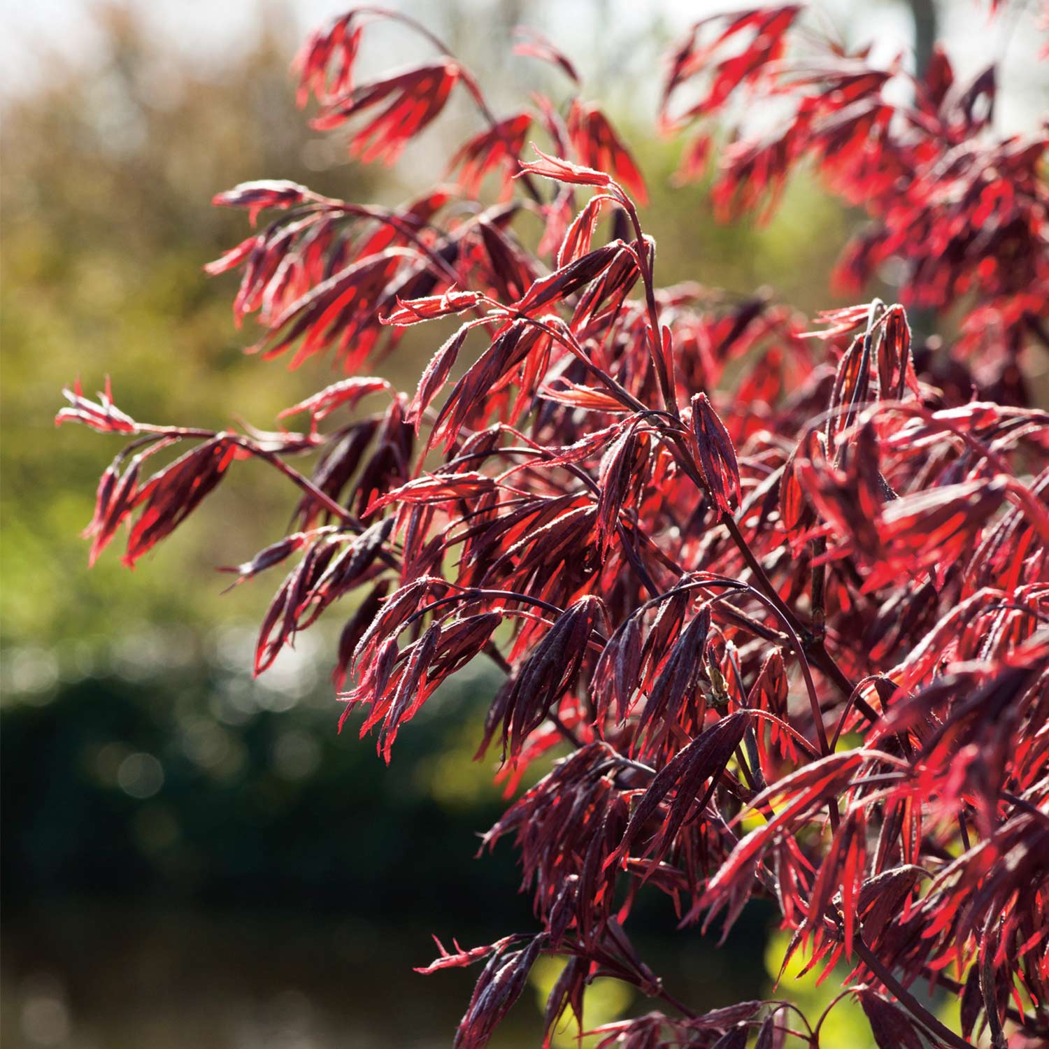 Fächerahorn 'Moonfire' C3-5 60 - 80 cm Liefergröße: 60 - 80 cm