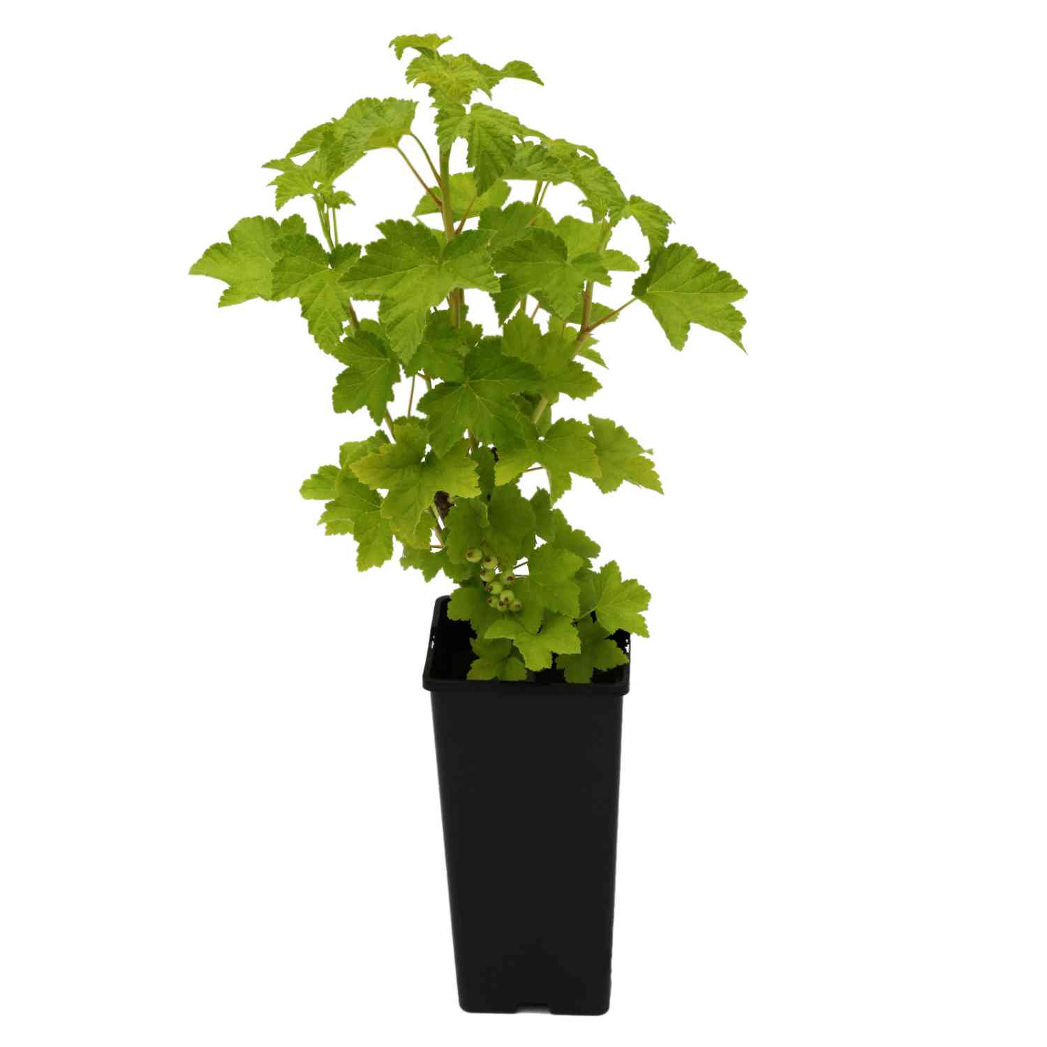 Rote Johannisbeere 'Jonkheer van Tets®' Rote Johannisbeere 'Jonkheer van Tets®'