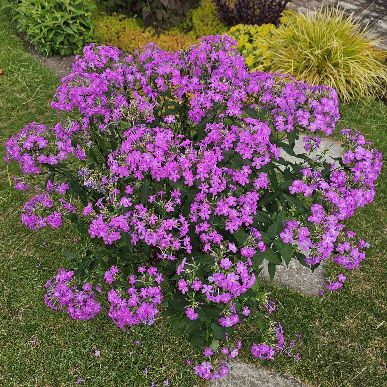 Edelphlox 'Queen Paola' Edelphlox 'Queen Paola'