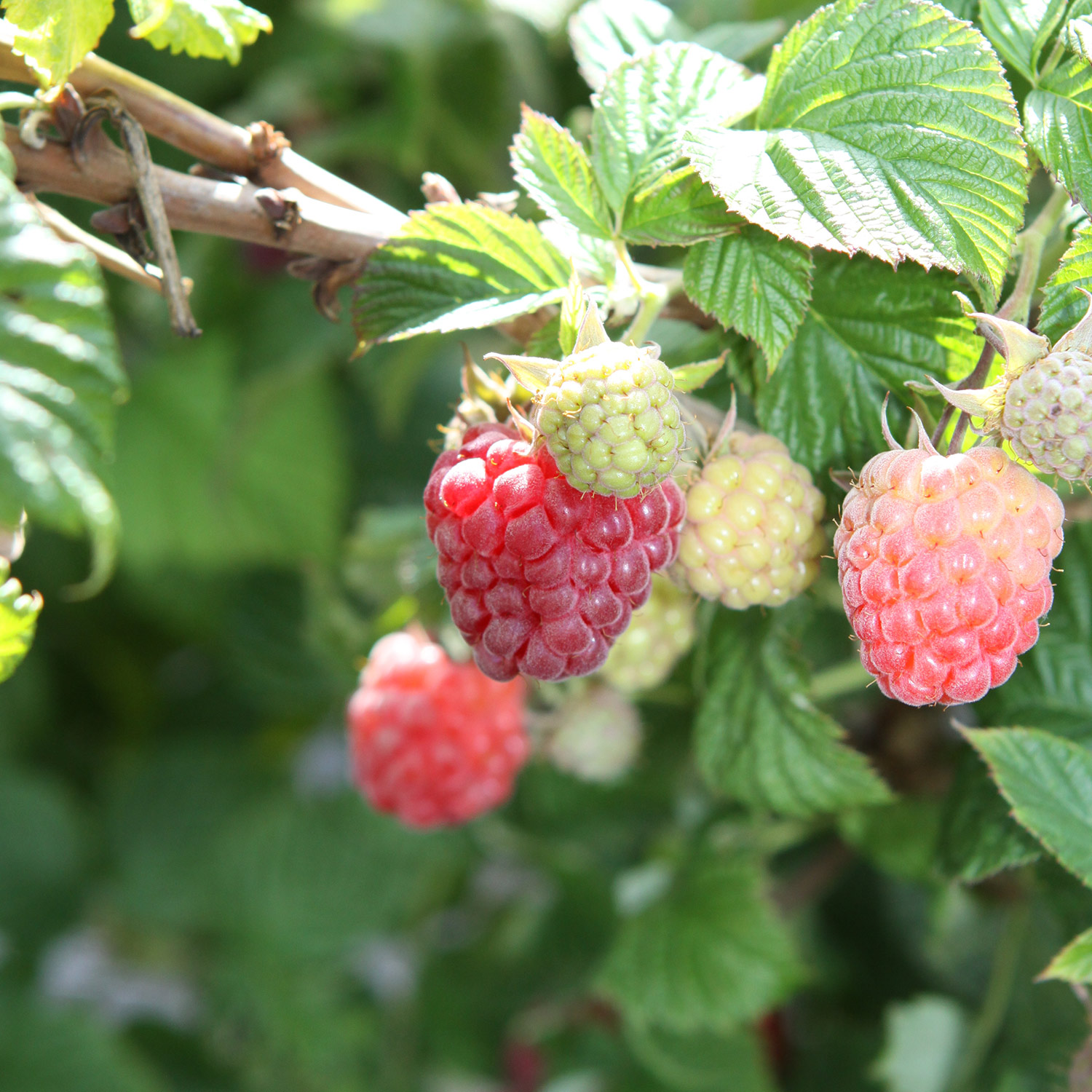 Dornenlose Sommerhimbeere 'Lowberry® Ruby Best®'
