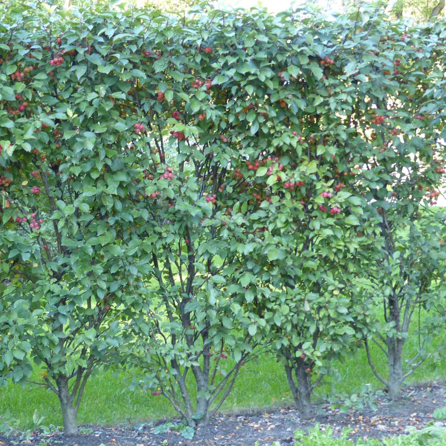 Zierapfel 'Evereste'