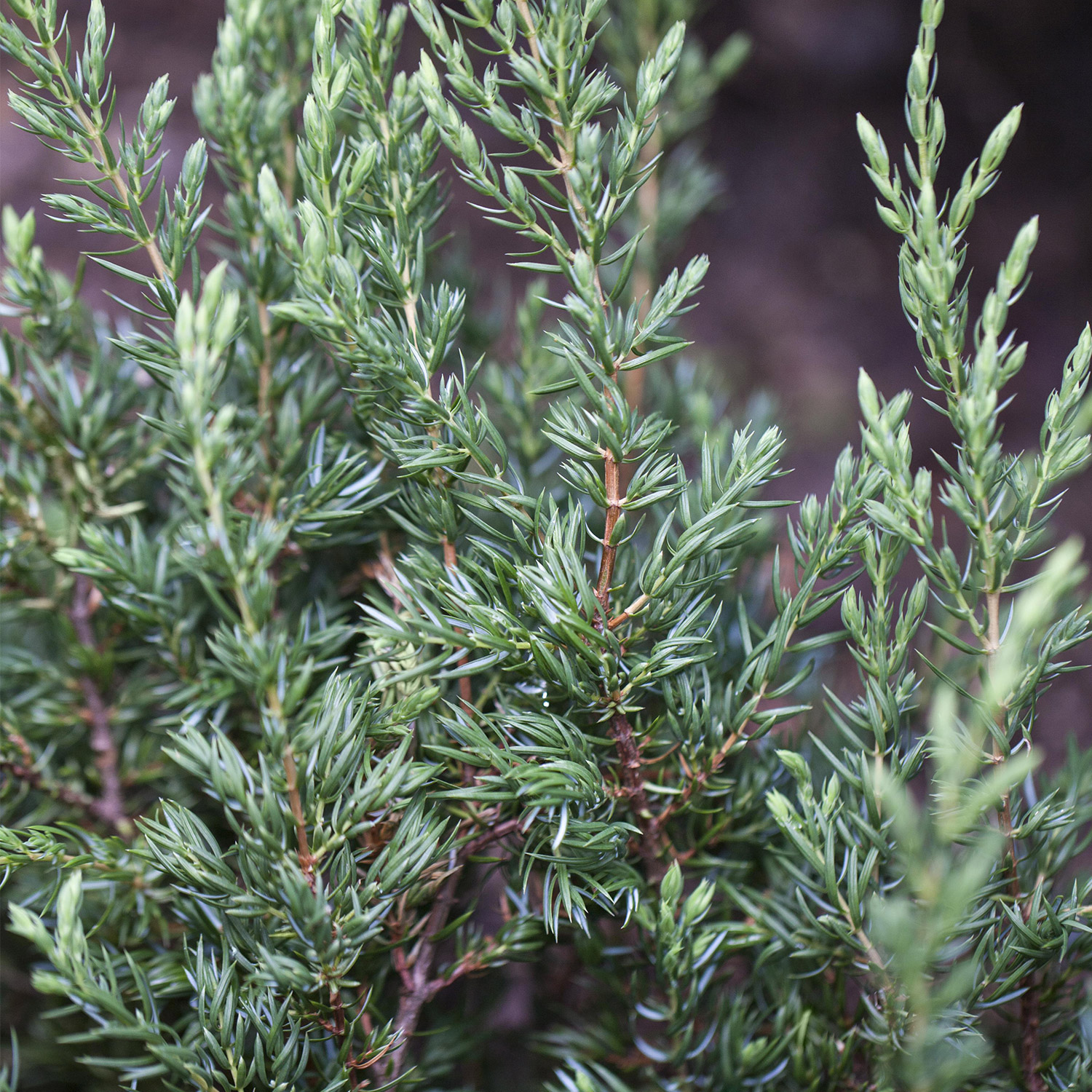  Grünwacholder 'Repanda' 2 Liter Container, 15 -20 Liefergröße: 15 -20 - Juniperus communis 'Repanda'