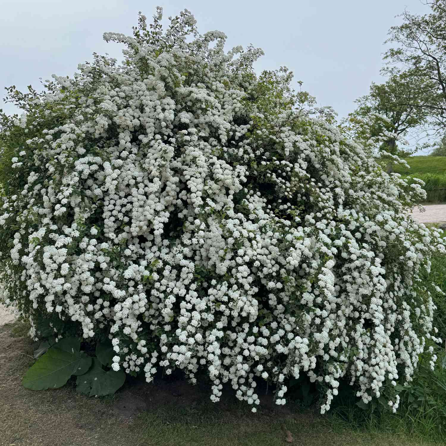 Prachtspiere Prachtspiere