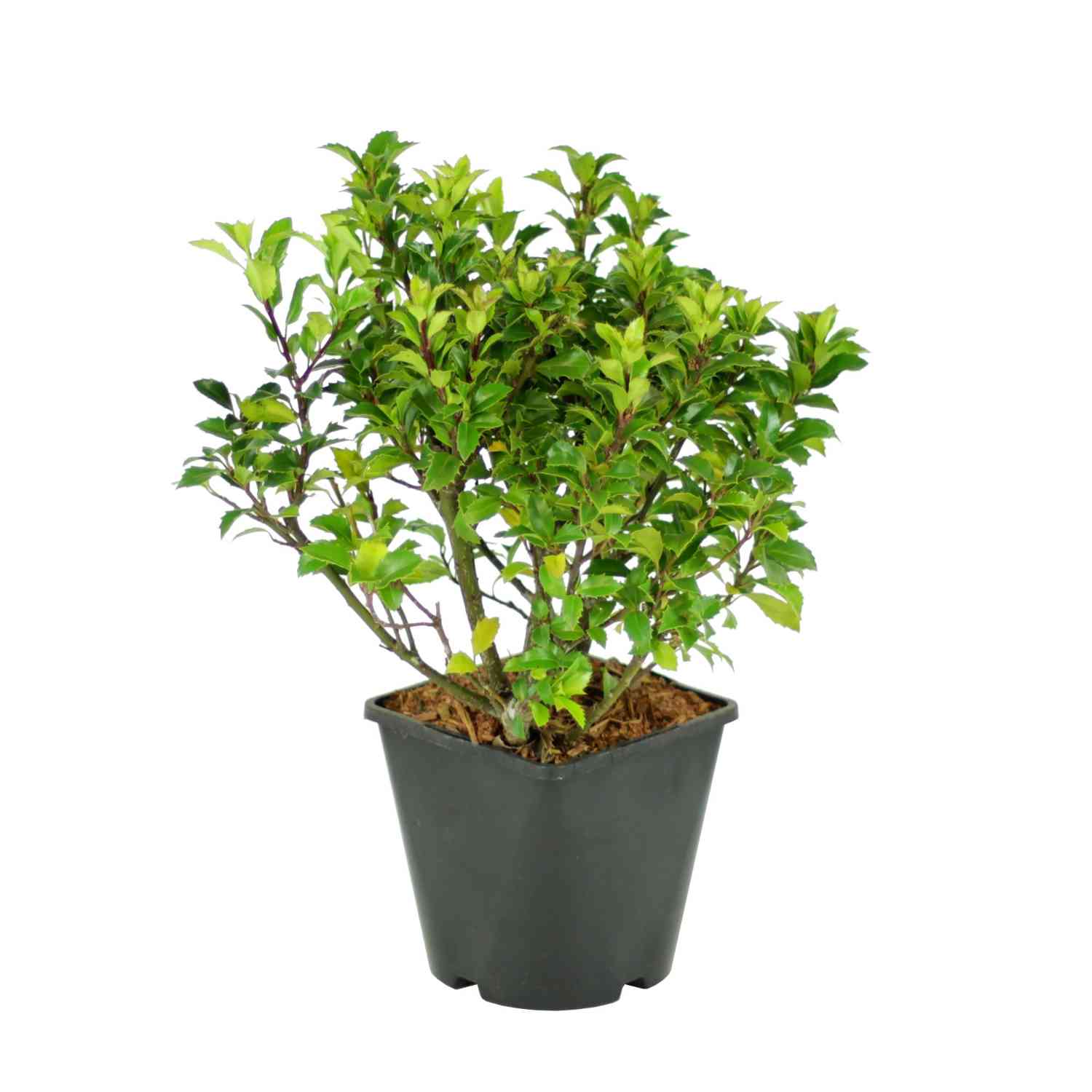 Stechpalme - Ilex 'Heckenstar' Stechpalme - Ilex 'Heckenstar'