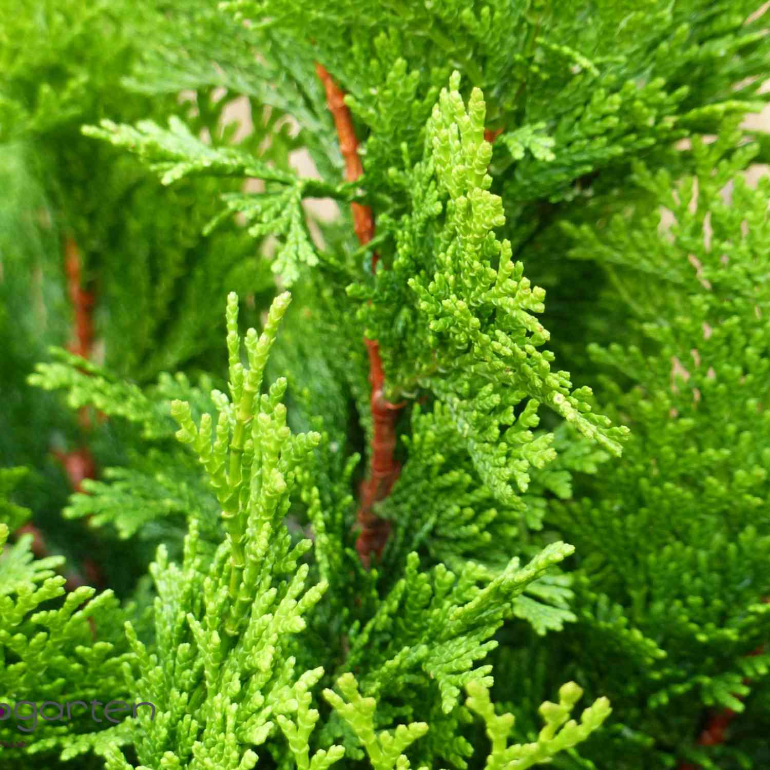 Gelbe Zwerg-Muschelzypresse 'Nana Gracilis Aurea' Gelbe Zwerg-Muschelzypresse 'Nana Gracilis Aurea'