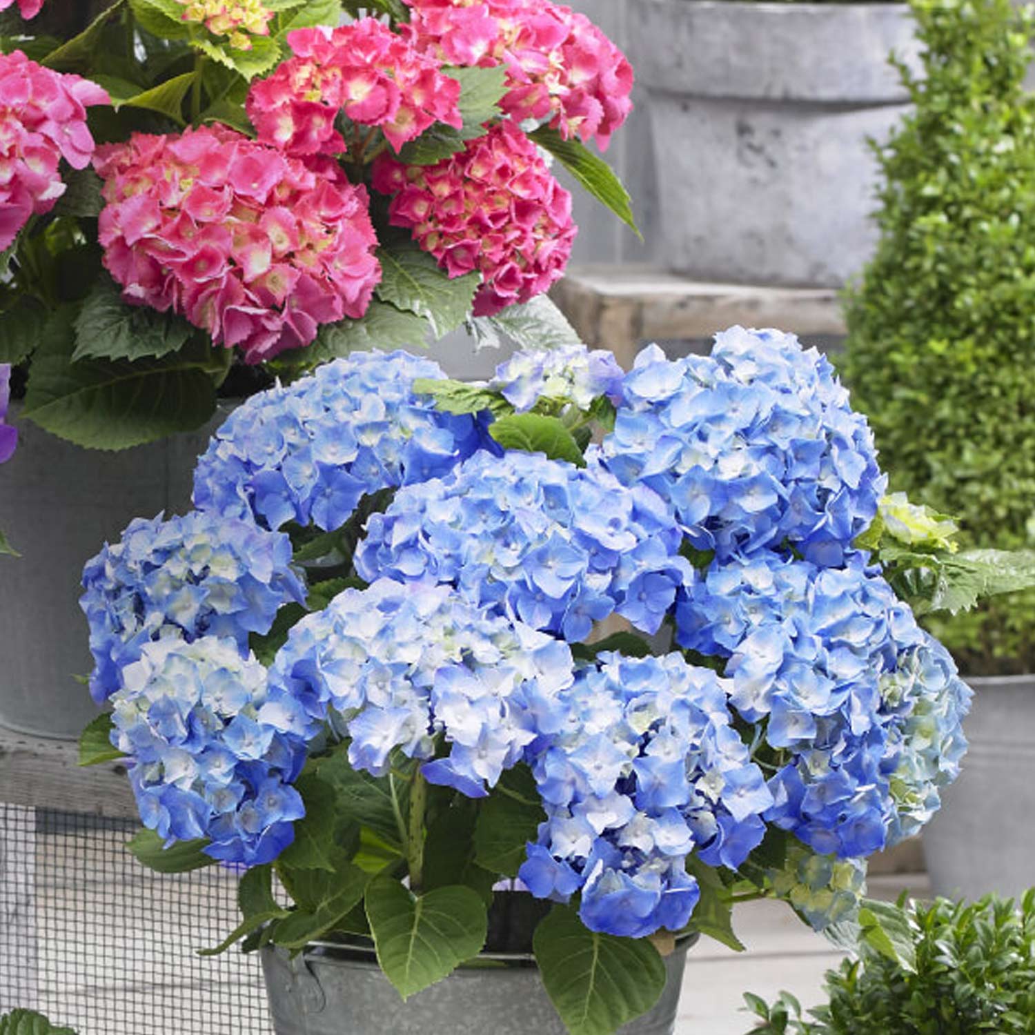 Zwerg-Hortensie 'Little Blue®' Lieferform: Im Topf