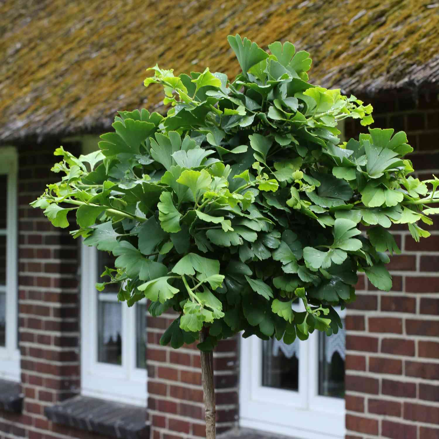 Fächerblattbaum / Ginkgobaum 'Mariken' Fächerblattbaum / Ginkgobaum 'Mariken'