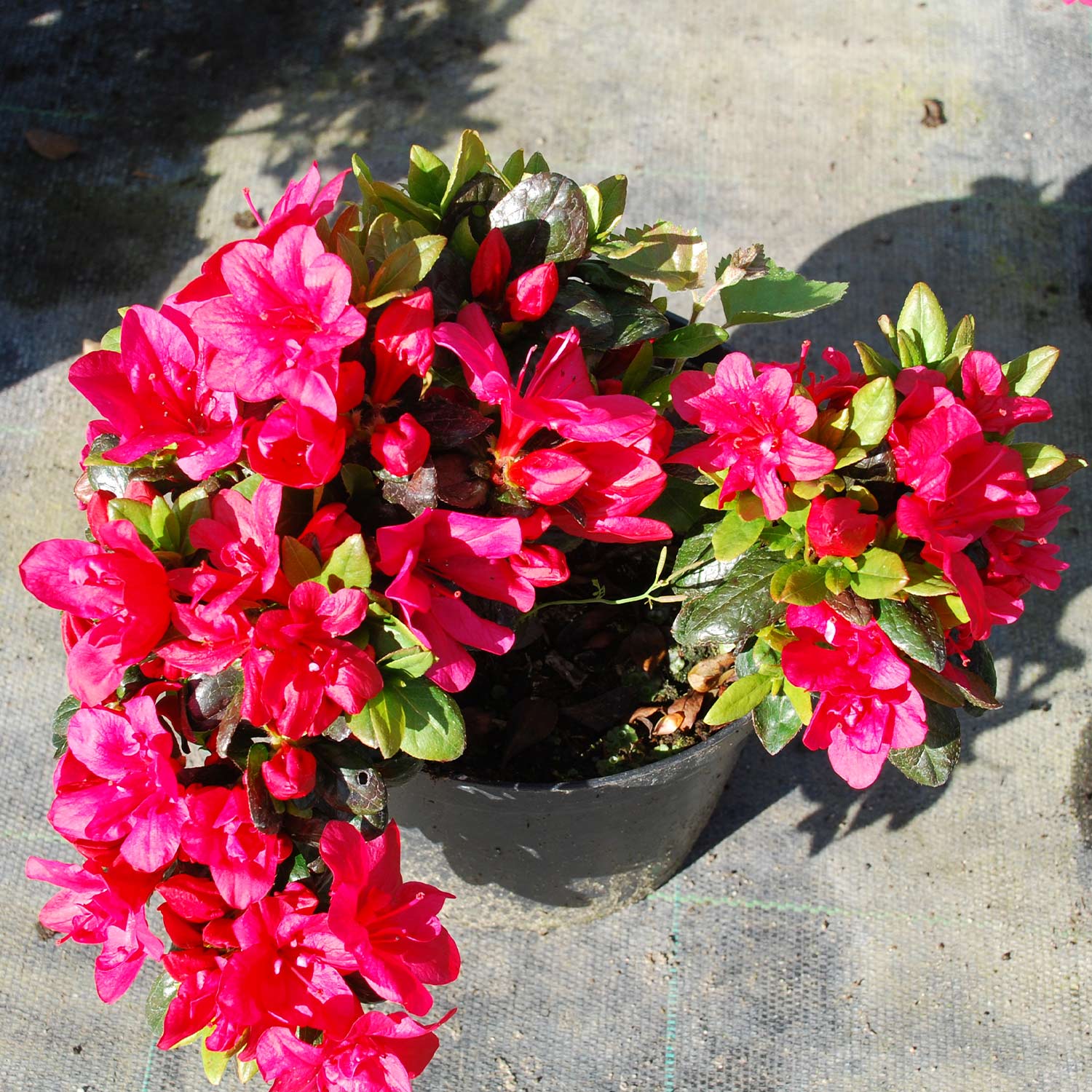 Japanische Azalee 'Maruschka®', 2 - 3 Liter, 20 - 25 cm Liefergröße: 20 - 25 cm
