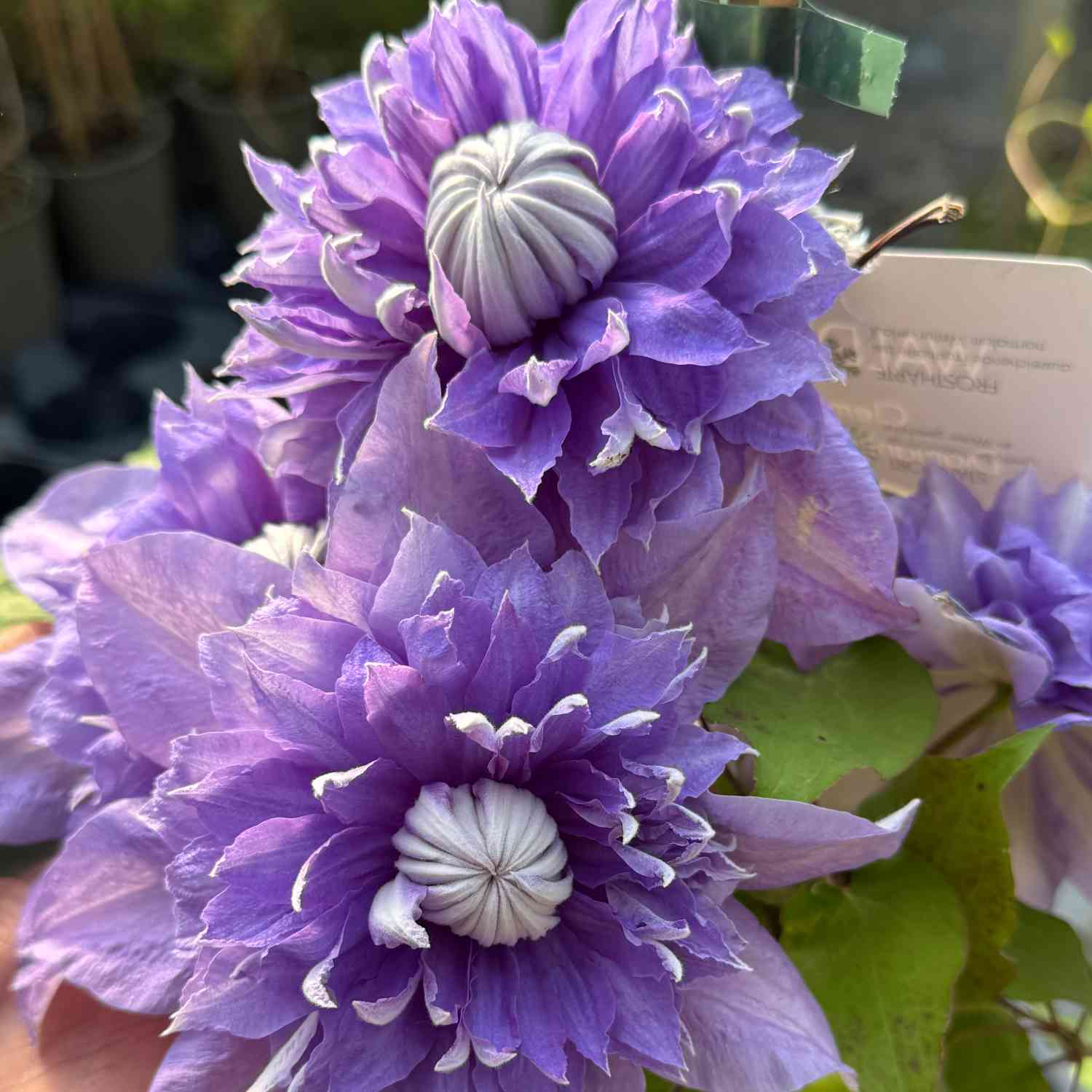 Clematis 'Diamantina® TM Evipo 039 (N)'