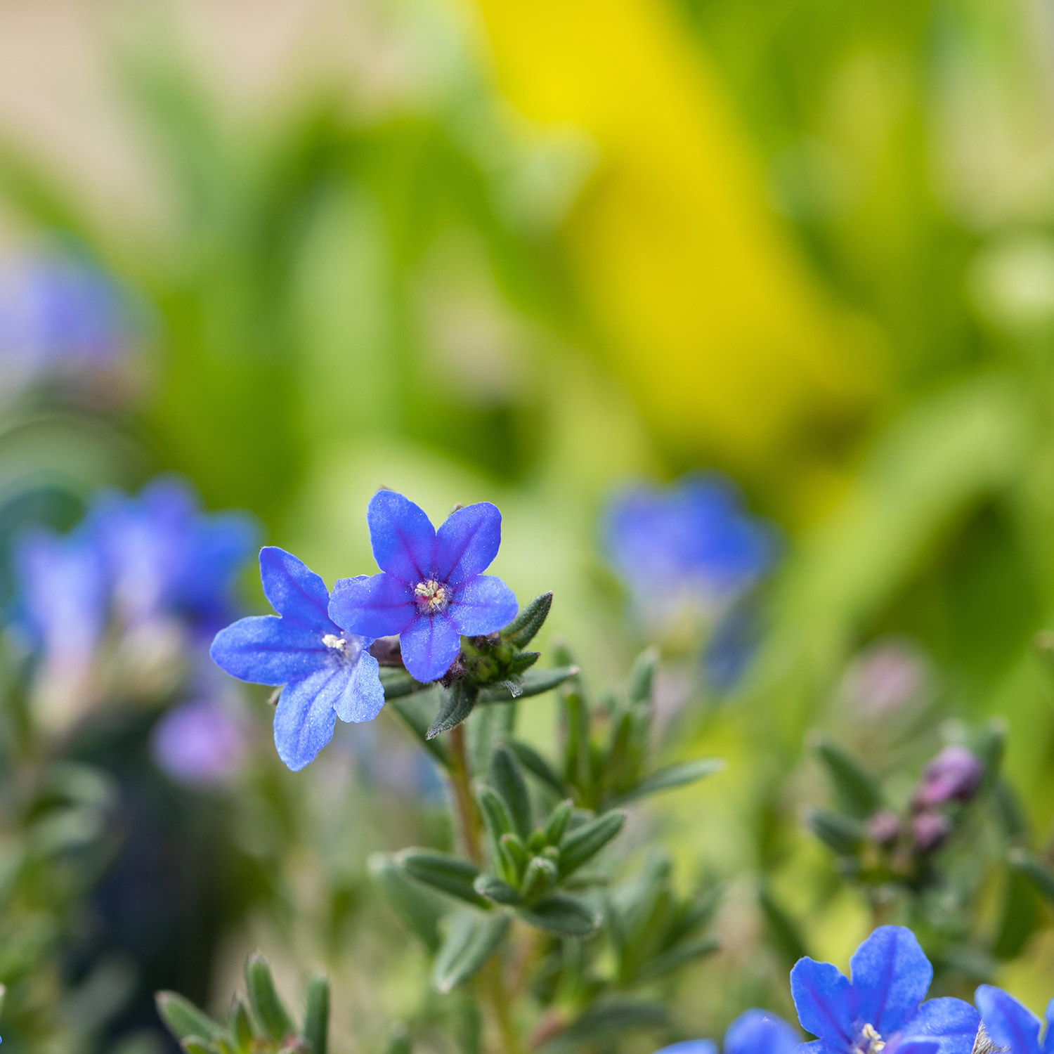 Kategorie <b>Stauden </b> - Scheinsteinsame 'Heavenly Blue' Lieferform: Im 9 cm Topf - Lithodora diffusa 'Heavenly Blue'