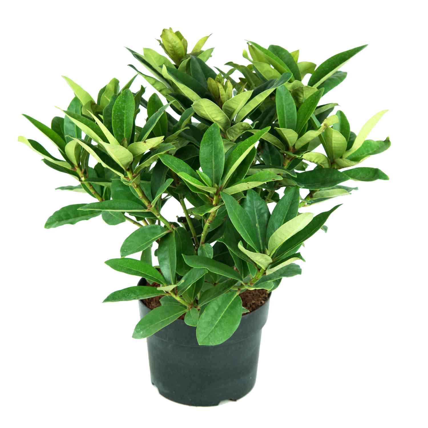 Rhododendron 'Gomer Waterer'