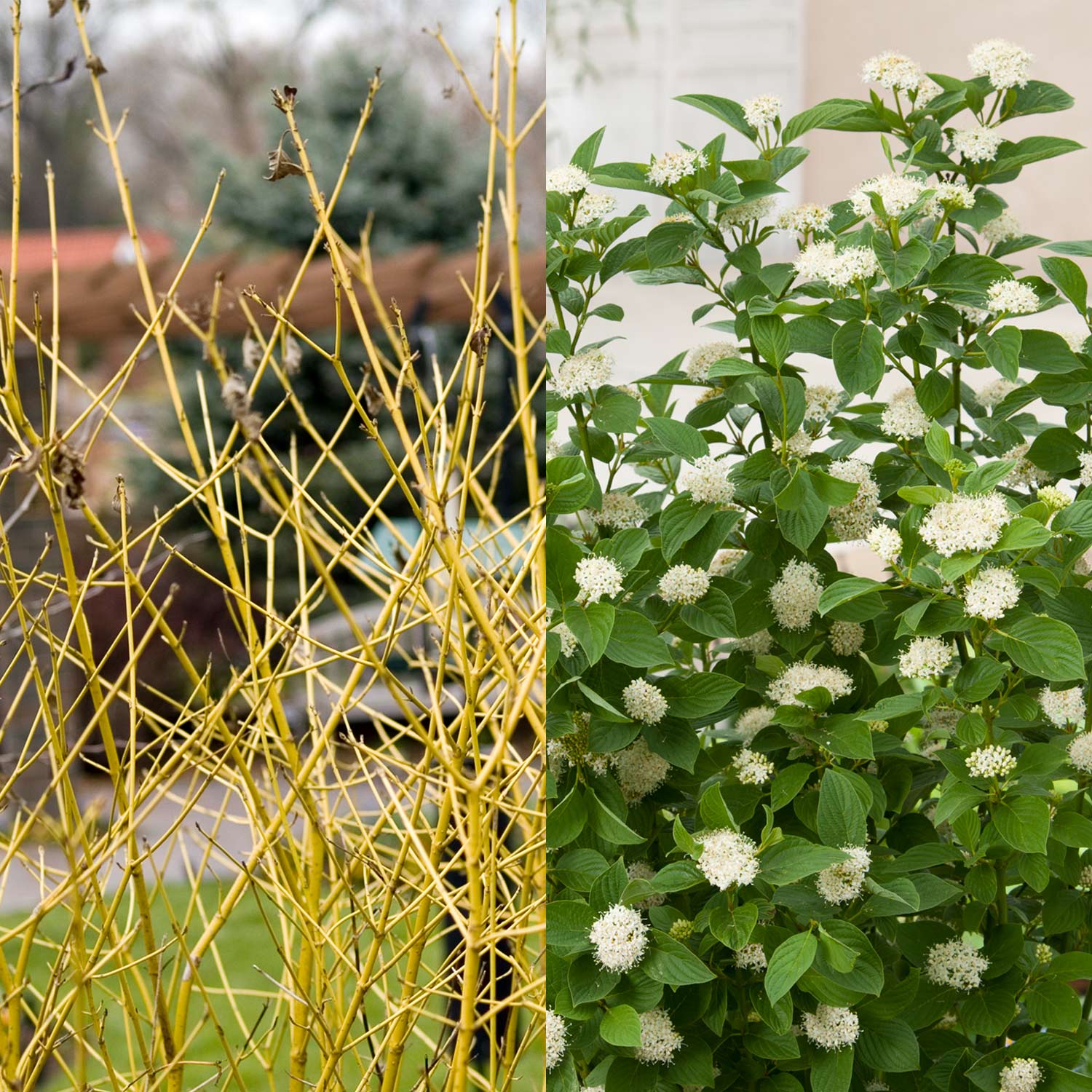 Gelbholz Hartriegel 'Flaviramea' Liefergröße: 60 - 100 cm