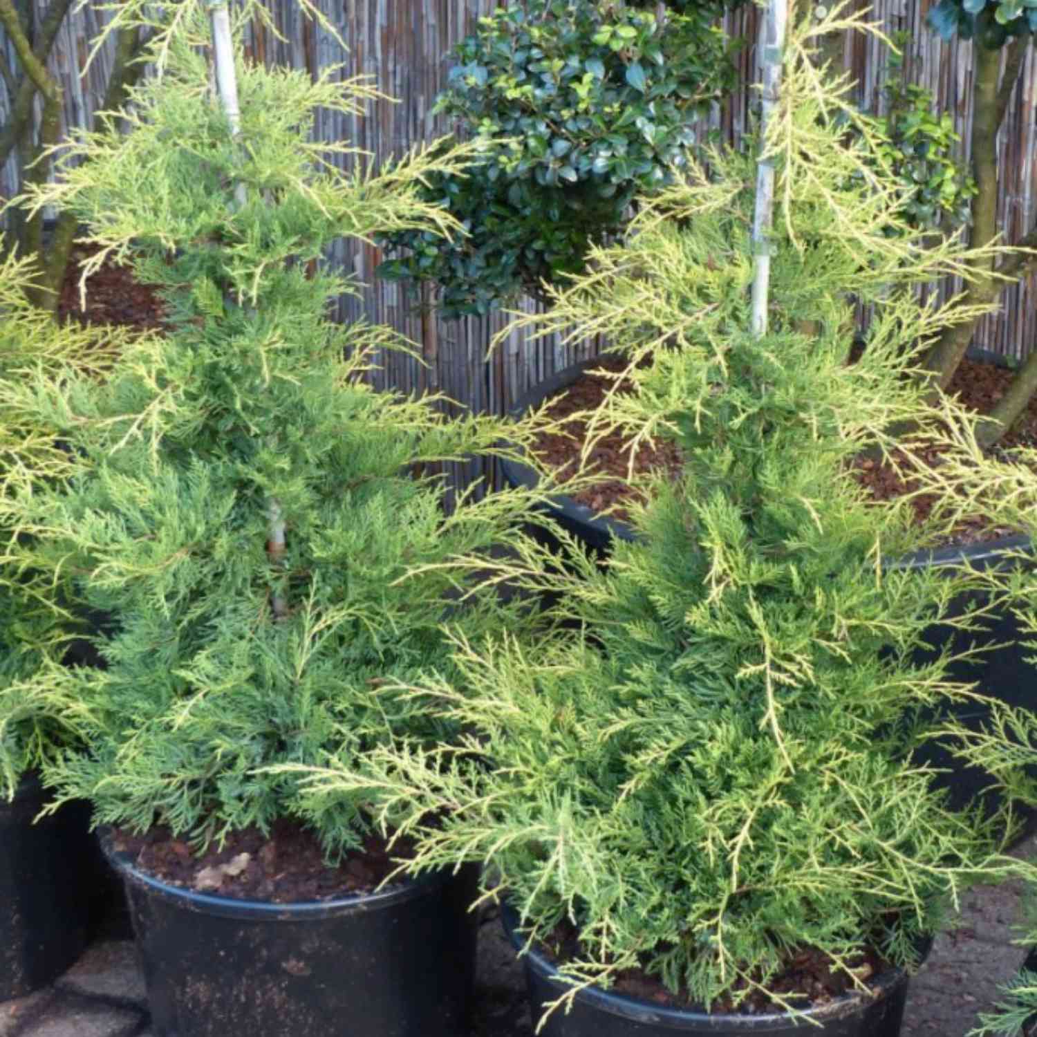 Goldwacholder 'Old Gold'