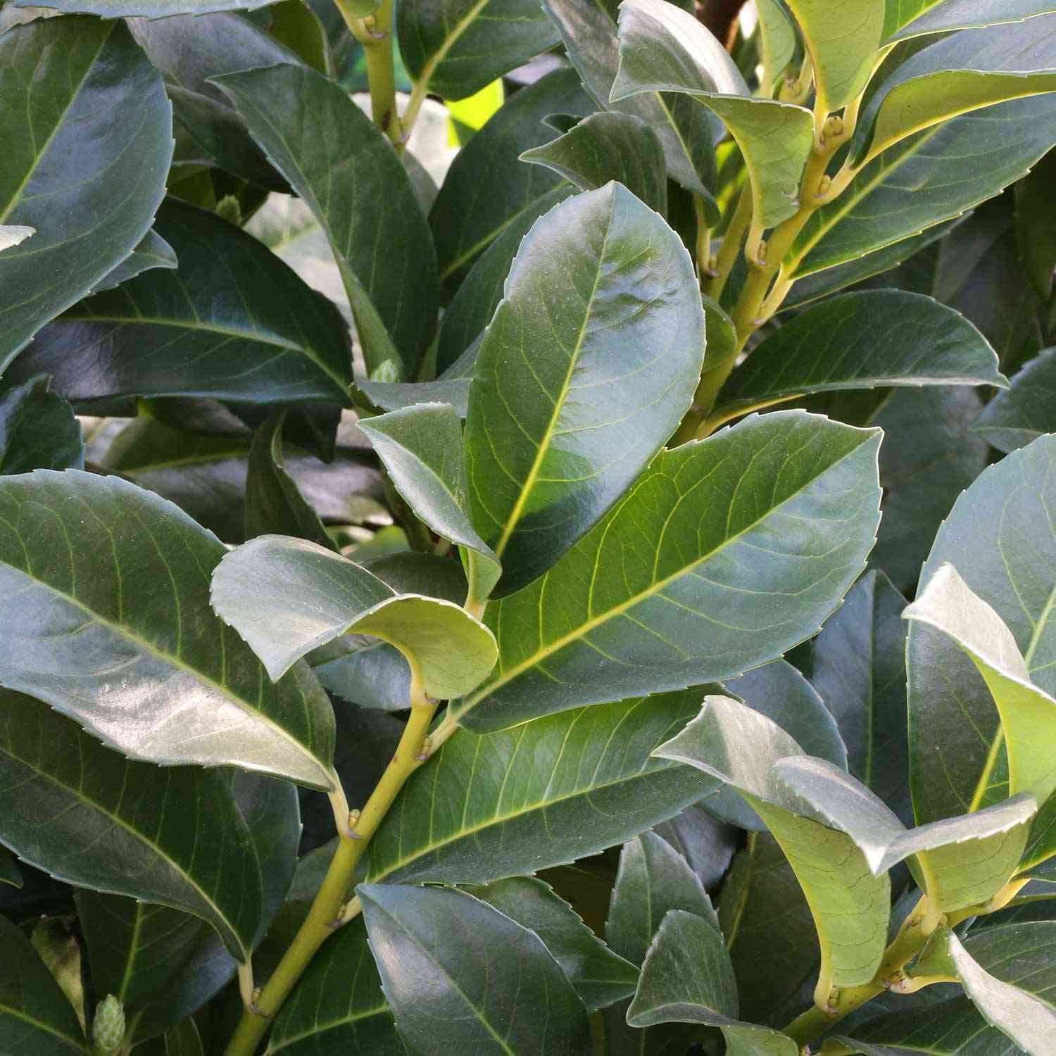 Kirschlorbeer 'Etna' Kirschlorbeer 'Etna'