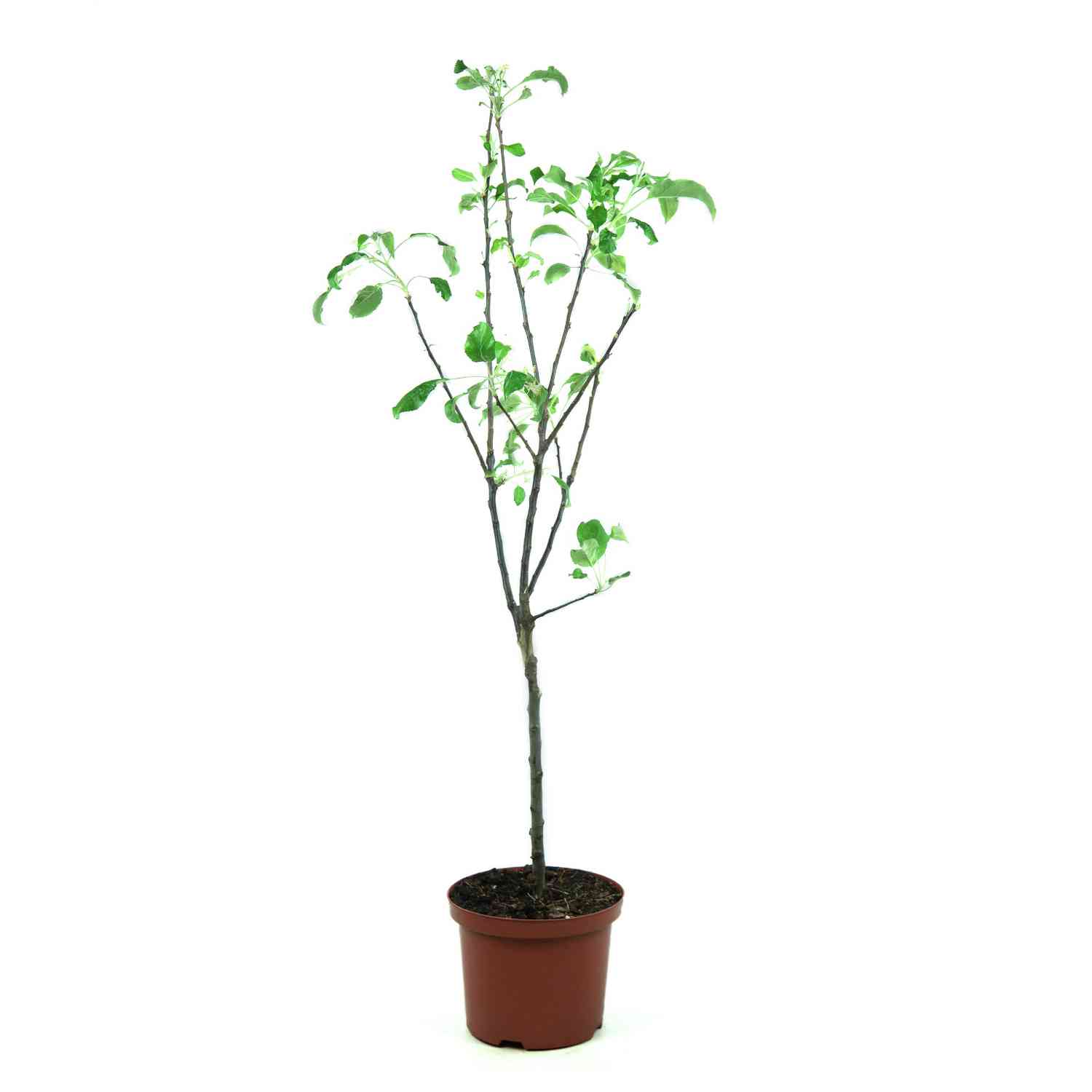 Apfel 'Gala' Apfel 'Gala'