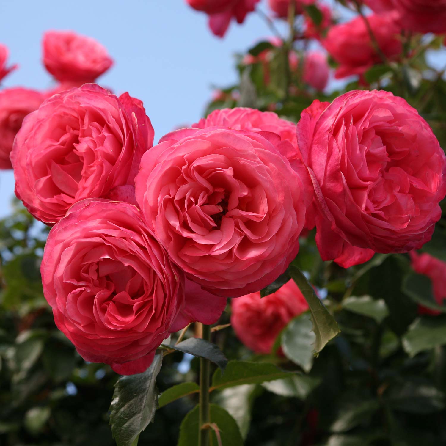 Kletterrose 'Rosanna®', 5 Liter, A-Qualität, 3 starke Triebe Liefergröße: drei starke Triebe