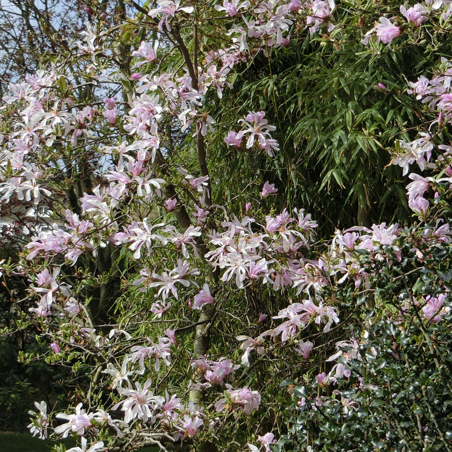 Frühblühende Sternmagnolie (rosa) C5 80 - 100 Liefergröße: 80 - 100 cm