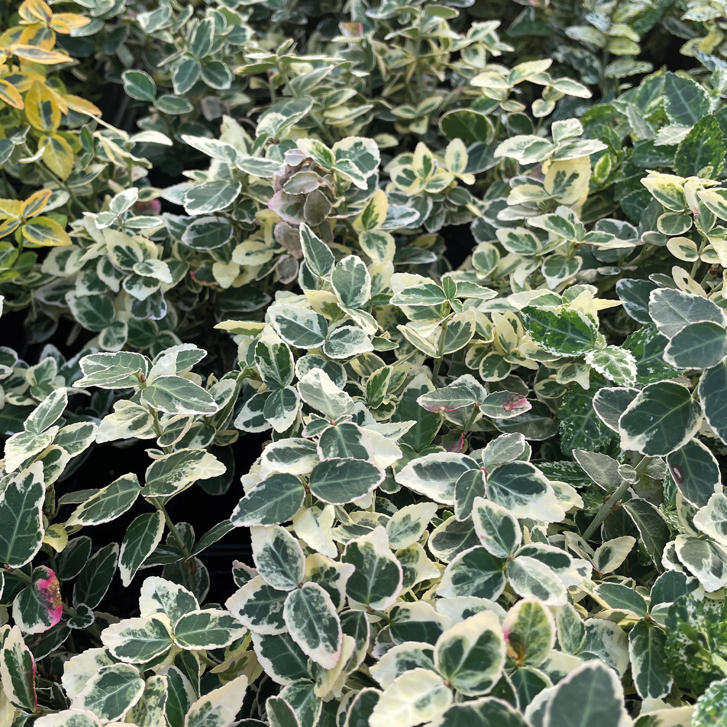 Weißbunte Kriechspindel 'Emerald'n Gaiety' Weißbunte Kriechspindel 'Emerald'n Gaiety'