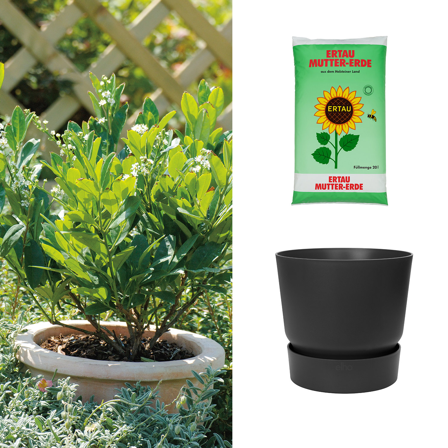Kategorie <b>Sträucher </b> - Zwerg-Kirschlorbeer 'Piri' mit Kübel schwarz mit Gartenerde 20 Liter Liefergröße: ,  1 Kirschlorbeer & 1 Pflanzkübel - Prunus laurocerasus 'Piri' mit Pflanzkübel