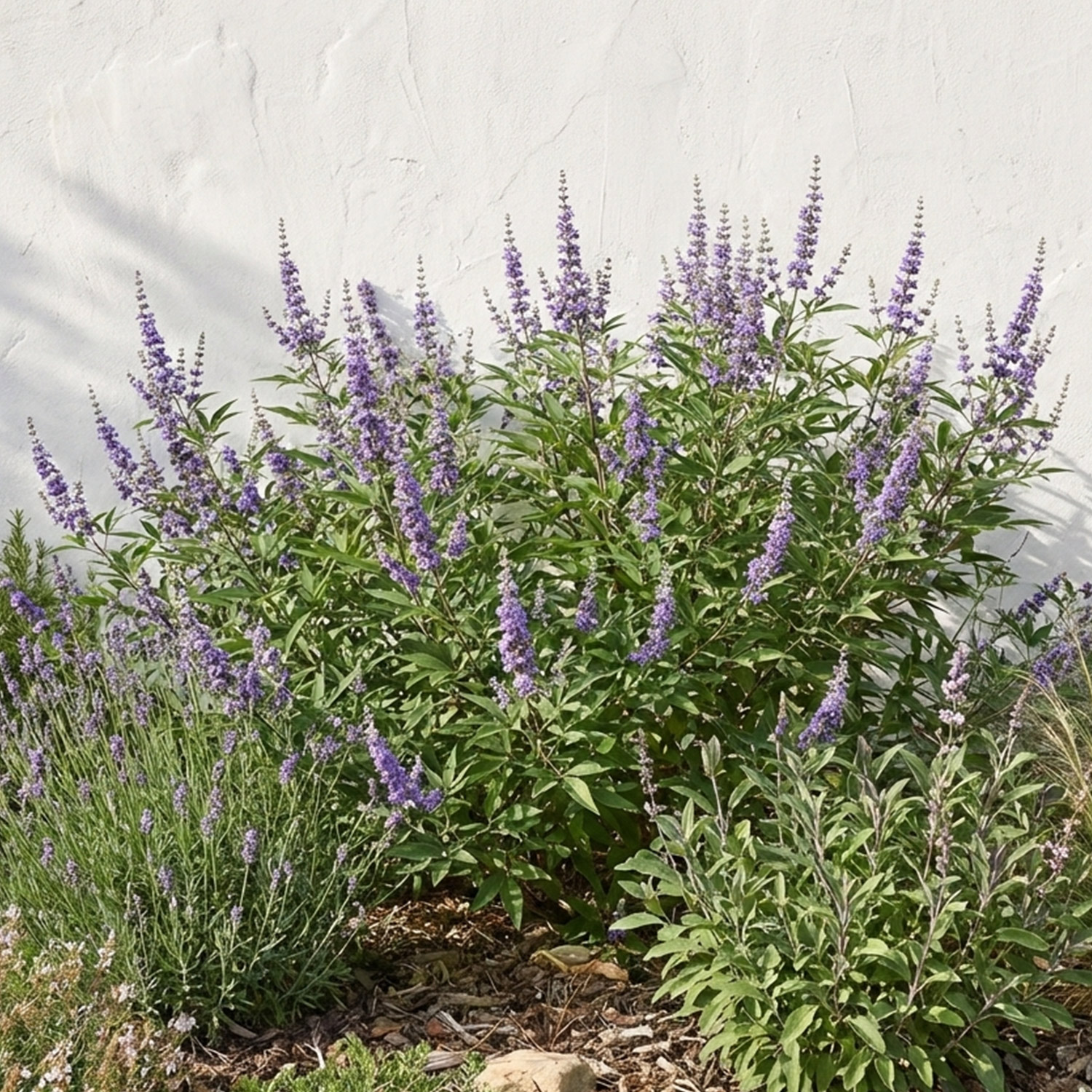 Mönchspfeffer 'Summertime Blues'