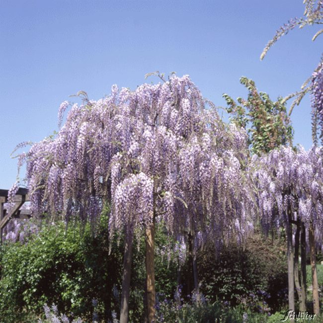Kletterpflanzen - Amerikanischer Blauregen 'Longwood Purple' Liefergröße: 40 - 60 cm - Wisteria frutescens 'Longwood Purple'