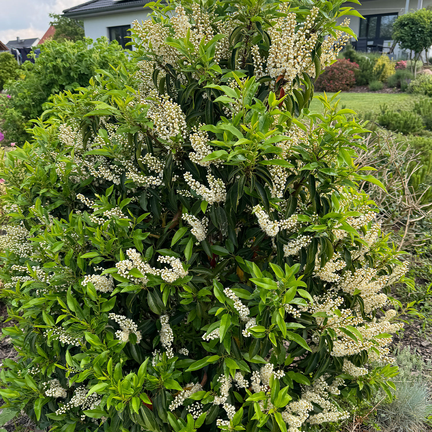 Portugiesische Lorbeerkirsche / Schmalblättrige immergrüne Lorbeerkirsche 'Angustifolia'