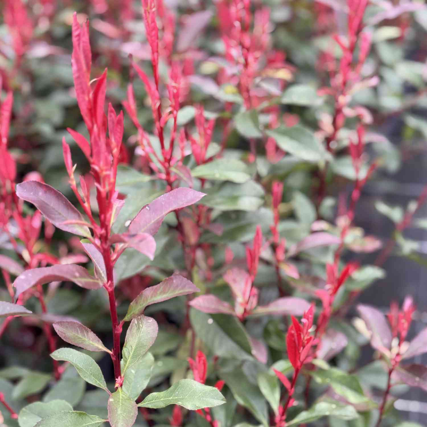 Rote Glanzmispel 'Red Robin' Rote Glanzmispel 'Red Robin'