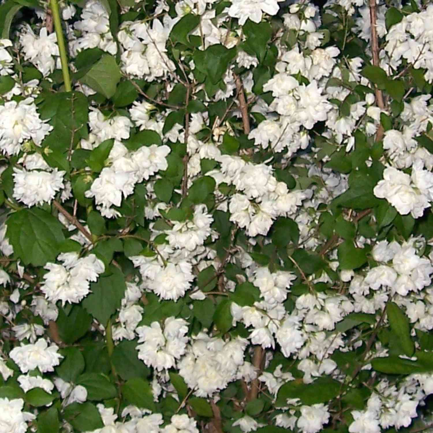 Gefüllter Gartenjasmin 'Schneesturm'
