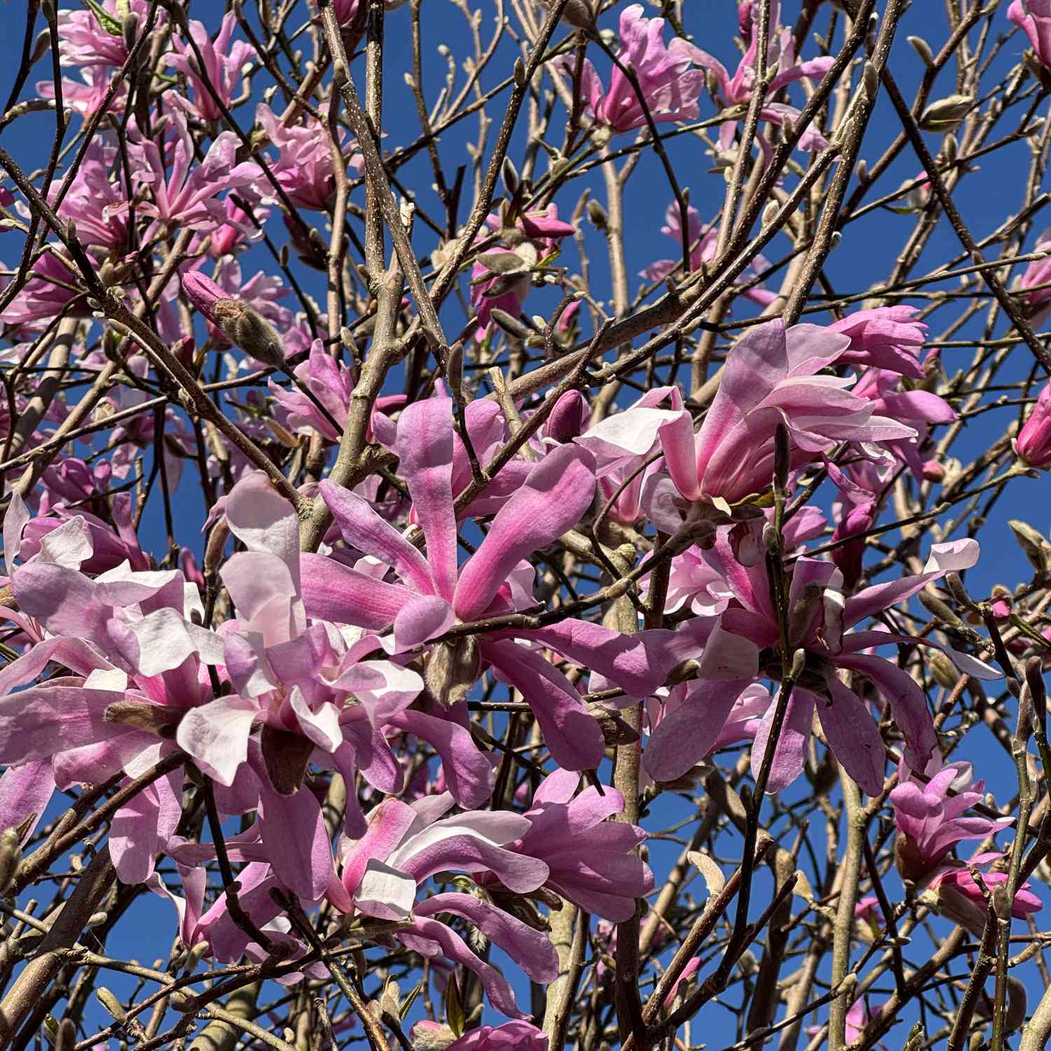 Sternmagnolie 'George Henry Kern'