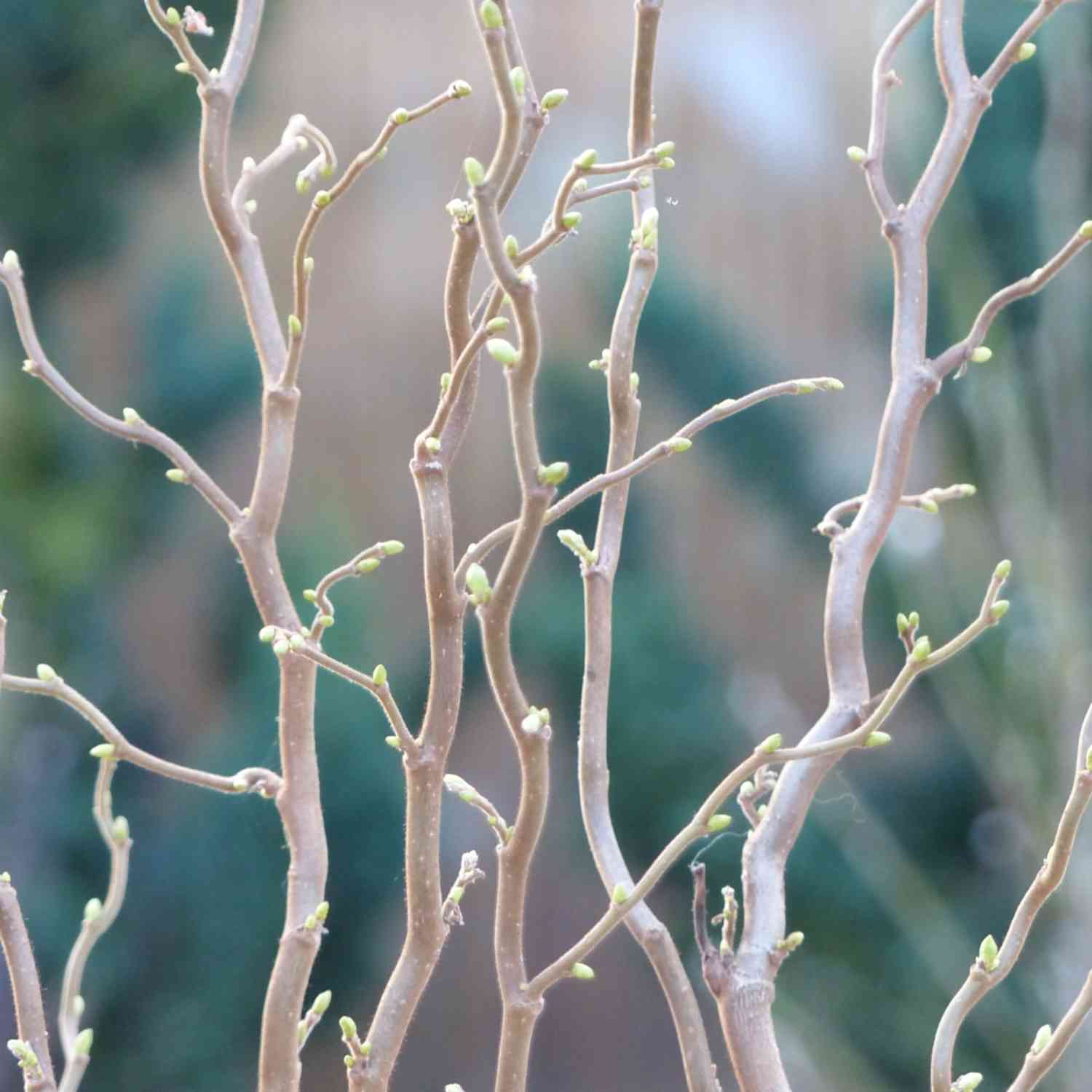 Korkenzieher-Hasel 'Twister' Korkenzieher-Hasel 'Twister'