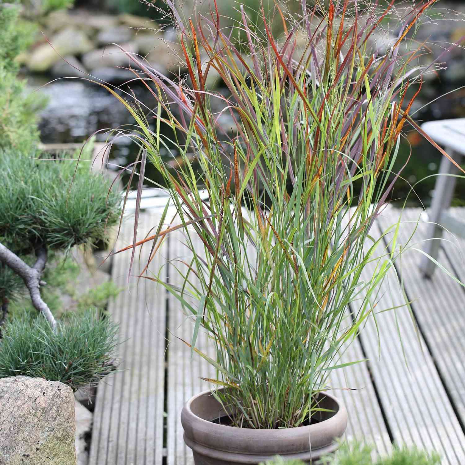 Garten-Ruten-Hirse 'Heavy Metal'