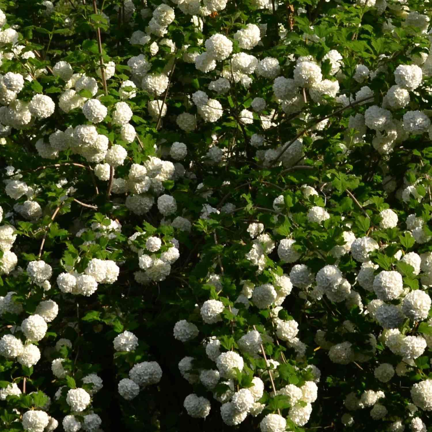 Gefüllter Schneeball 'Roseum' Gefüllter Schneeball 'Roseum'