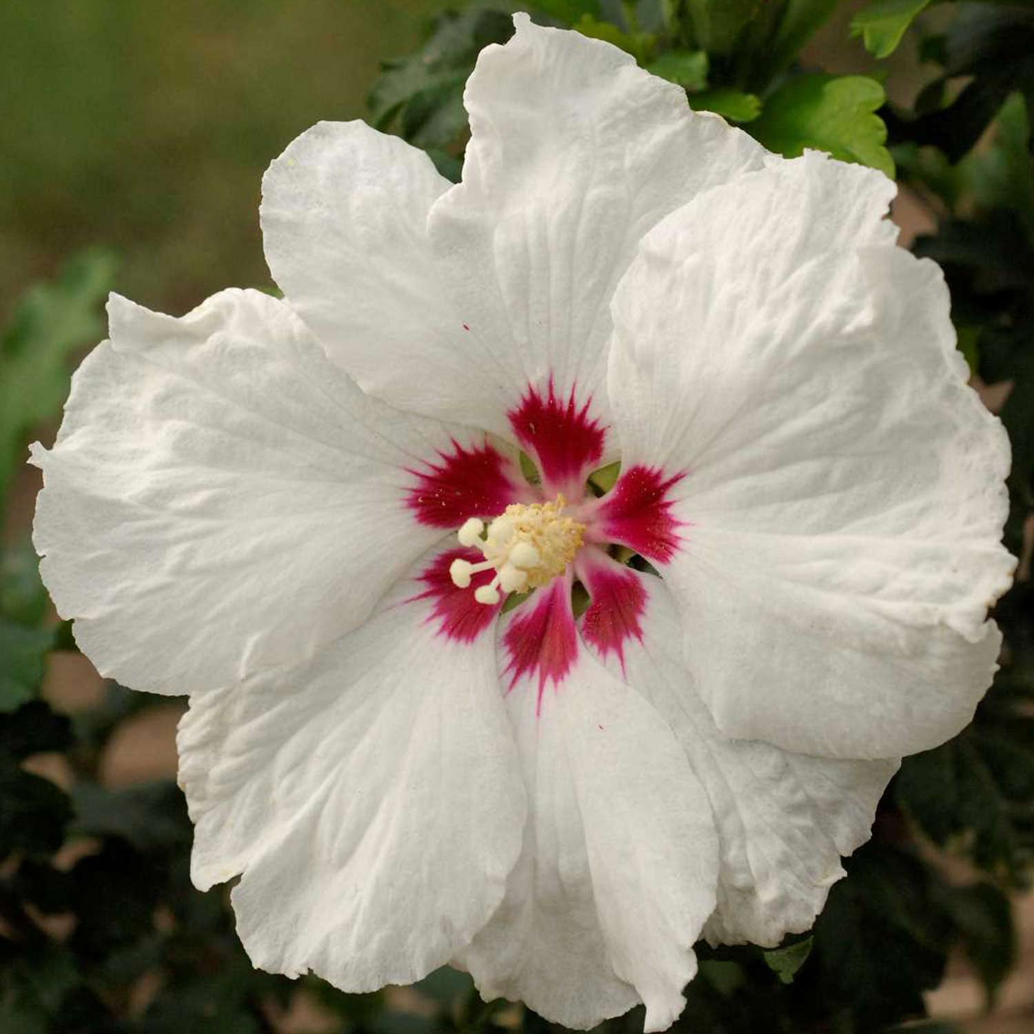 Eibisch 'Sup'Heart®', 5 Liter, 60 - 80 cm Liefergröße: 60 - 80 cm