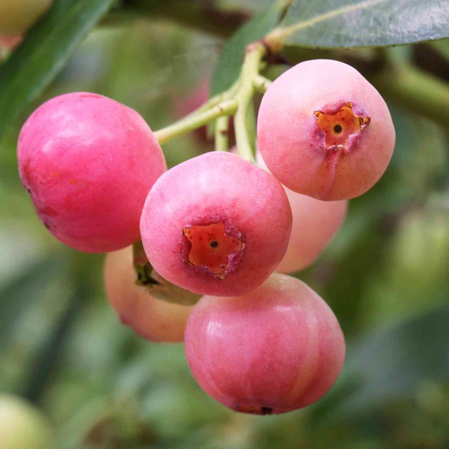 Heidelbeere 'Pink Lemonade®' Heidelbeere 'Pink Lemonade®'