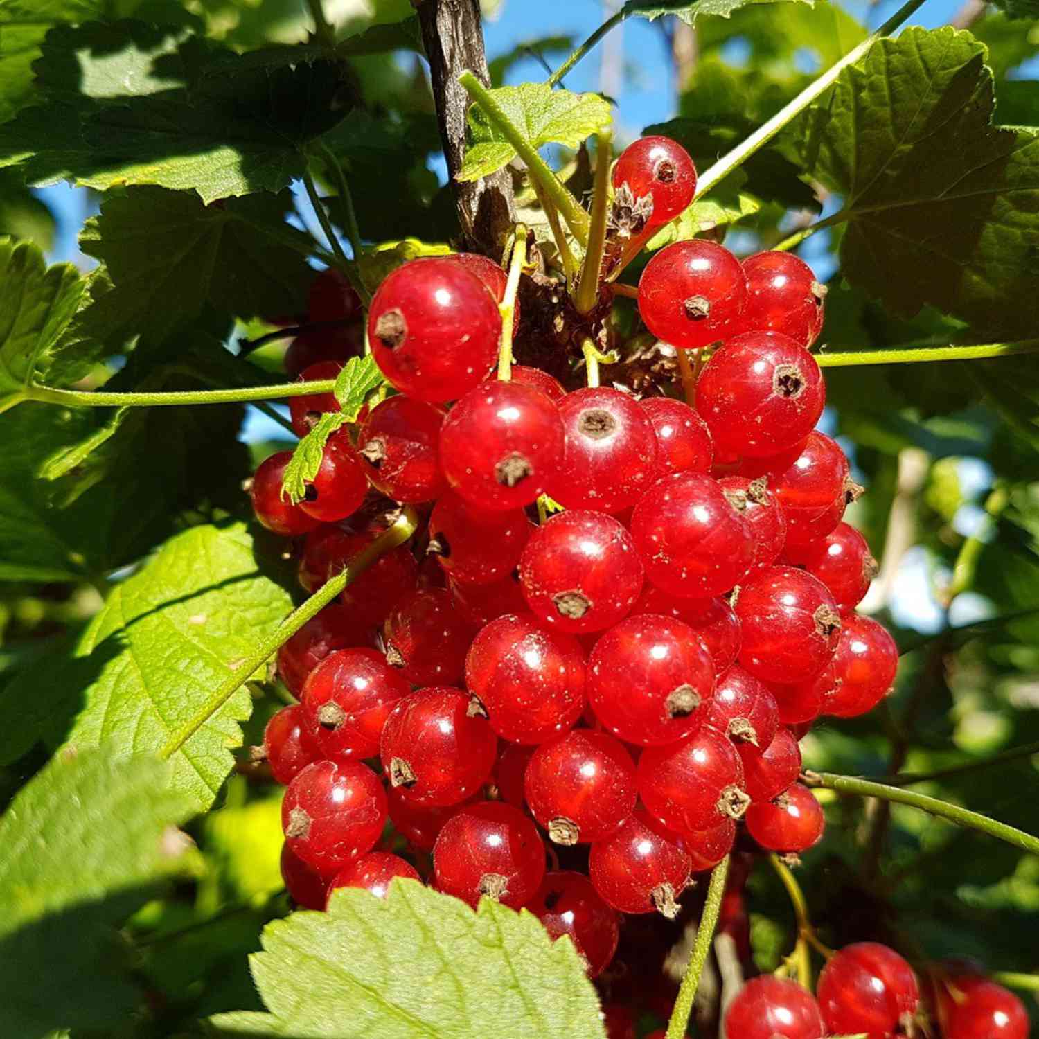 Rote Johannisbeere 'Rolan'