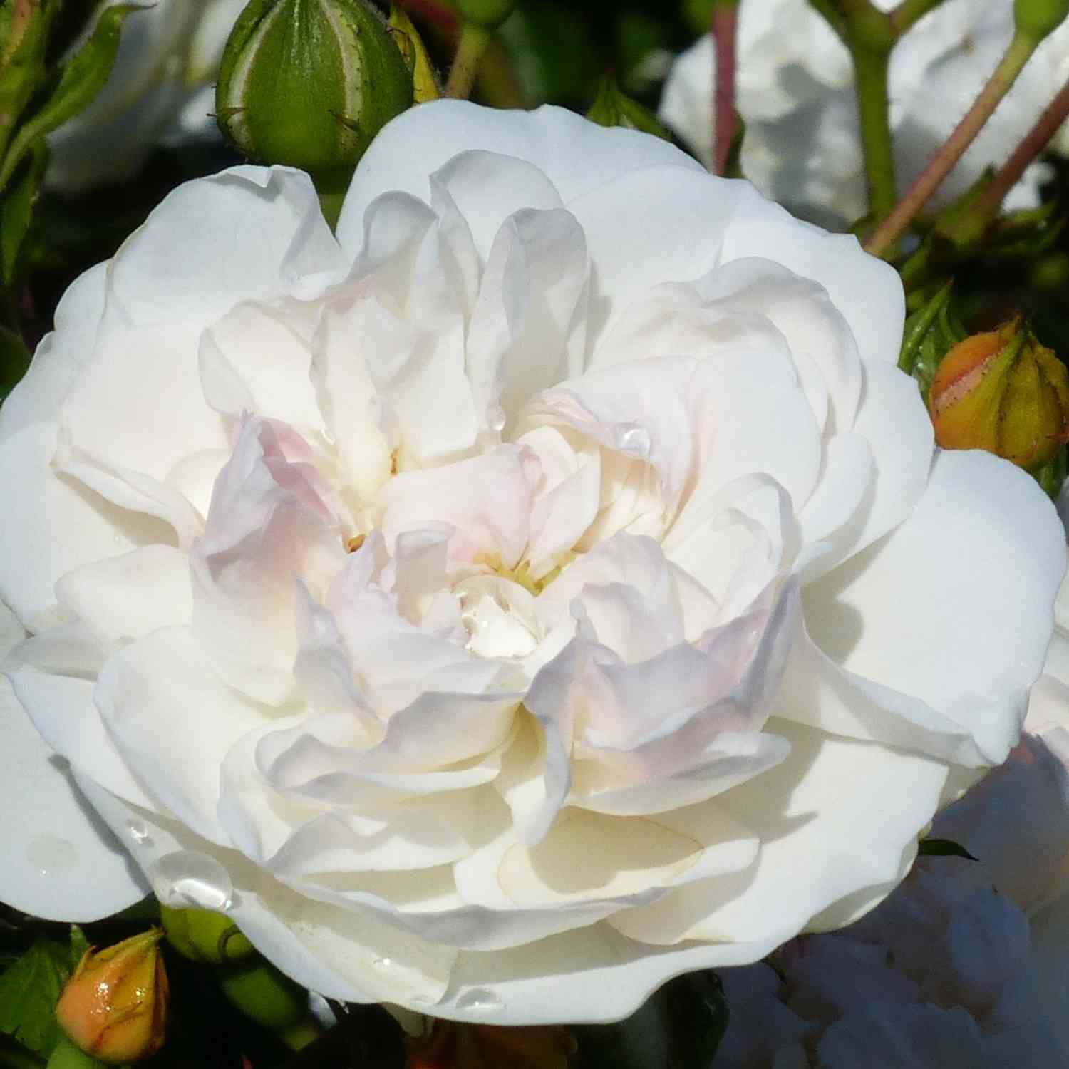 Bodendeckerrose 'Swany®'