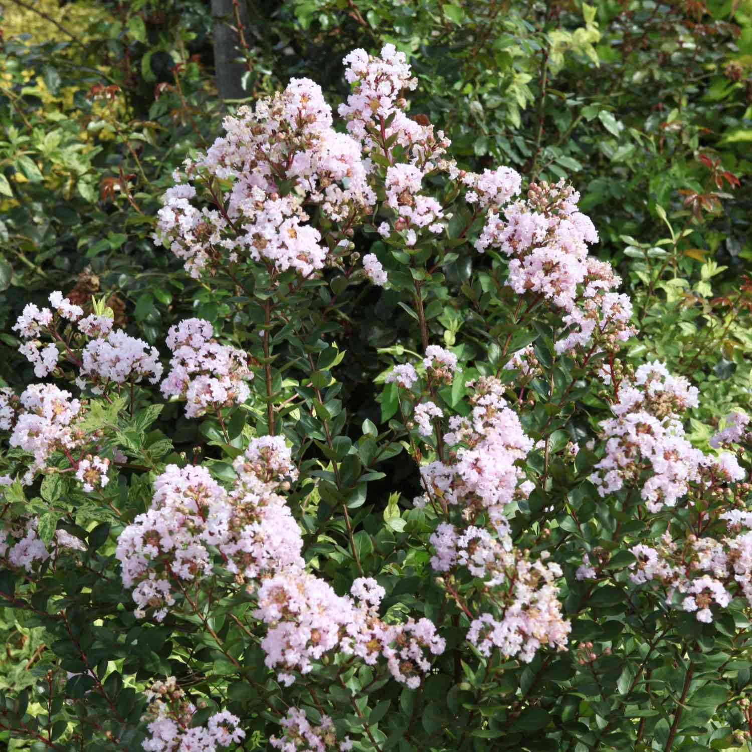 Flieder des Südens 'With Love® Babe' Liefergröße: 40 - 60 cm