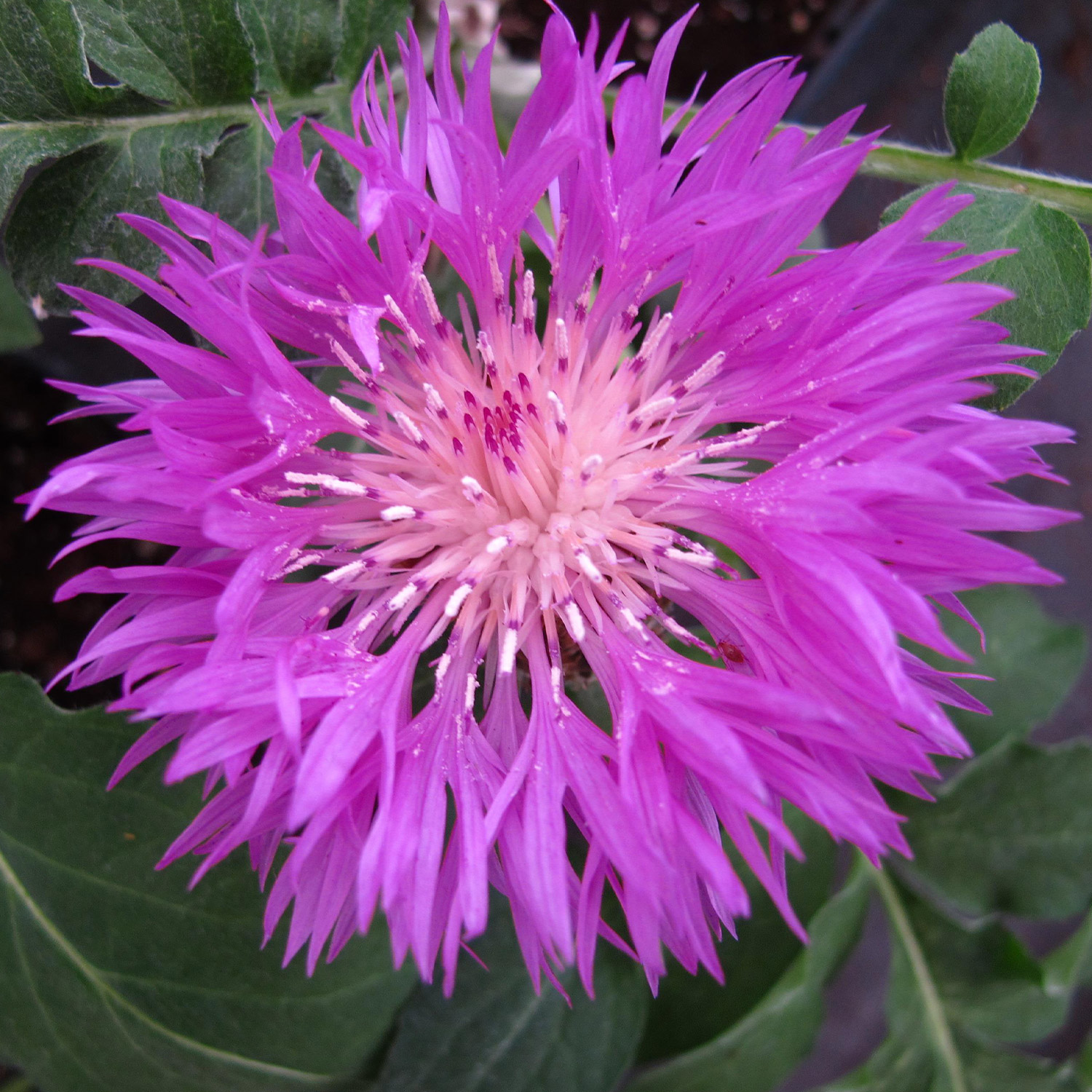 Flockenblume Lieferform: Im 9 cm Topf