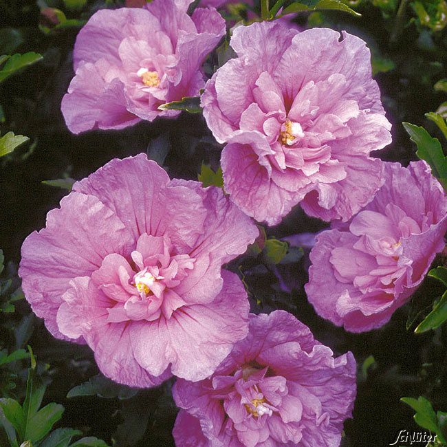 Hibiscus 'Lavender Chiffon®', 3 - 5 Liter, 40 - 60 cm Liefergröße: 40-60 cm