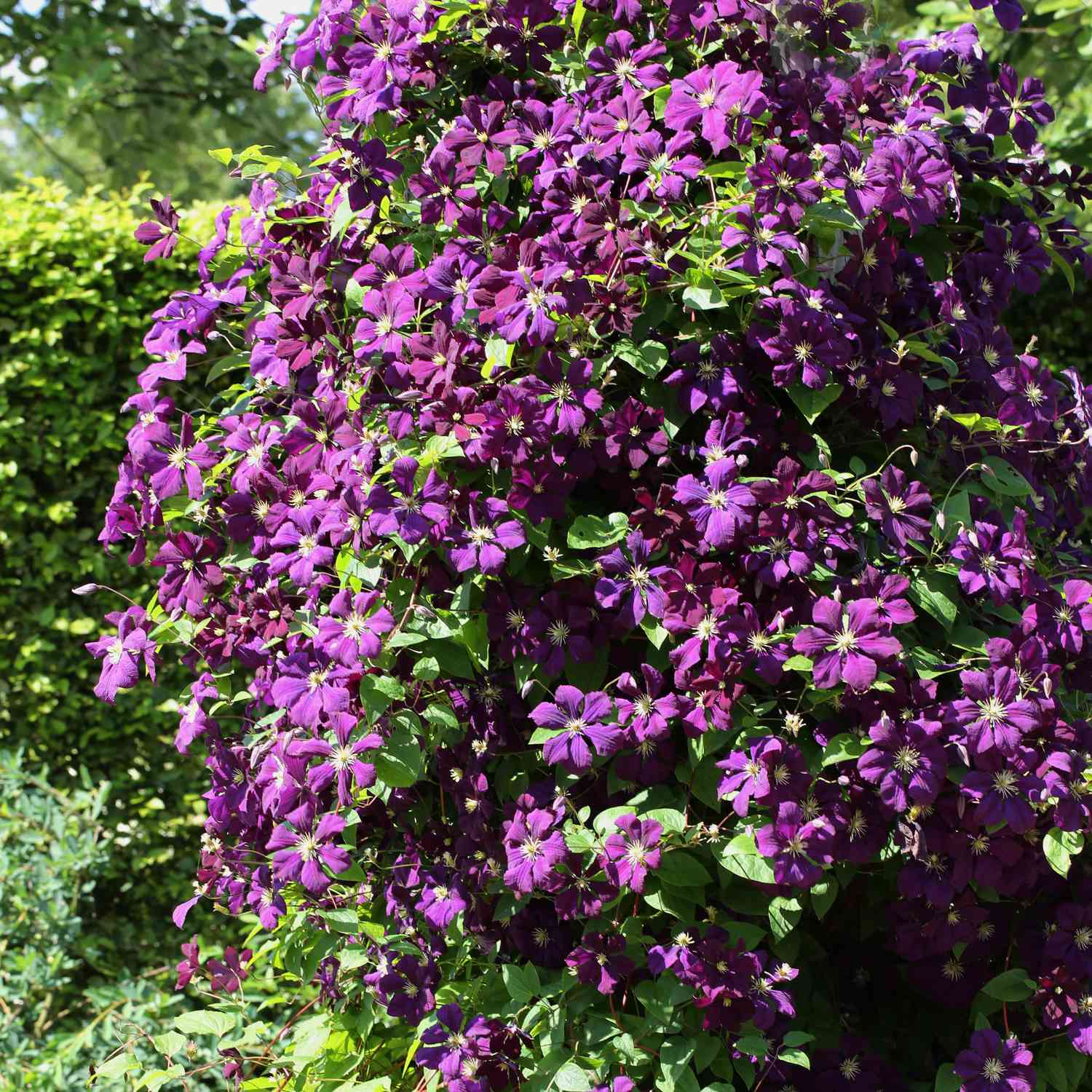 Clematis 'Etoile Violette' Clematis 'Etoile Violette'