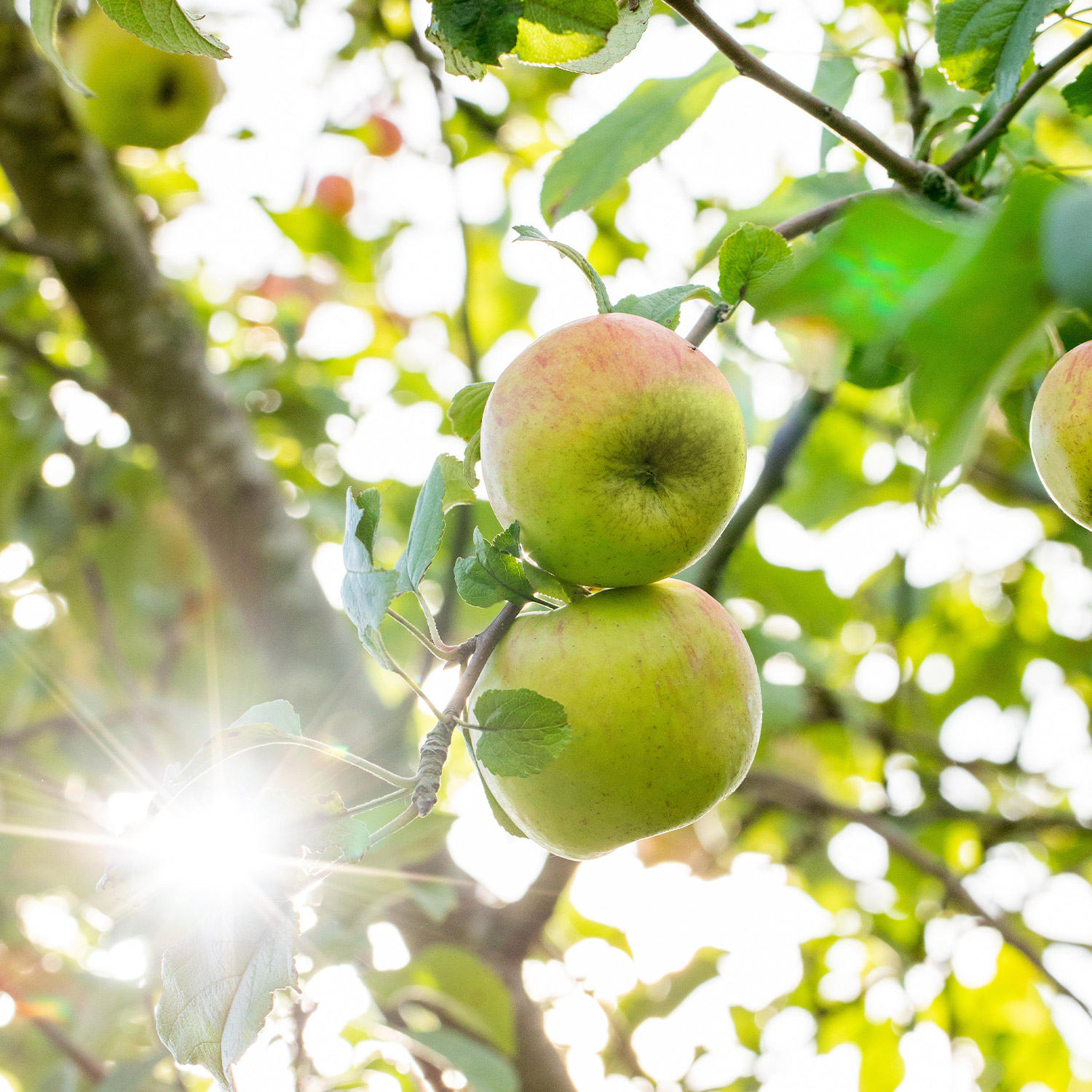 Apfel 'Delbarestival®', 5 Liter, 80 - 100 cm Liefergröße: 80 - 100 cm