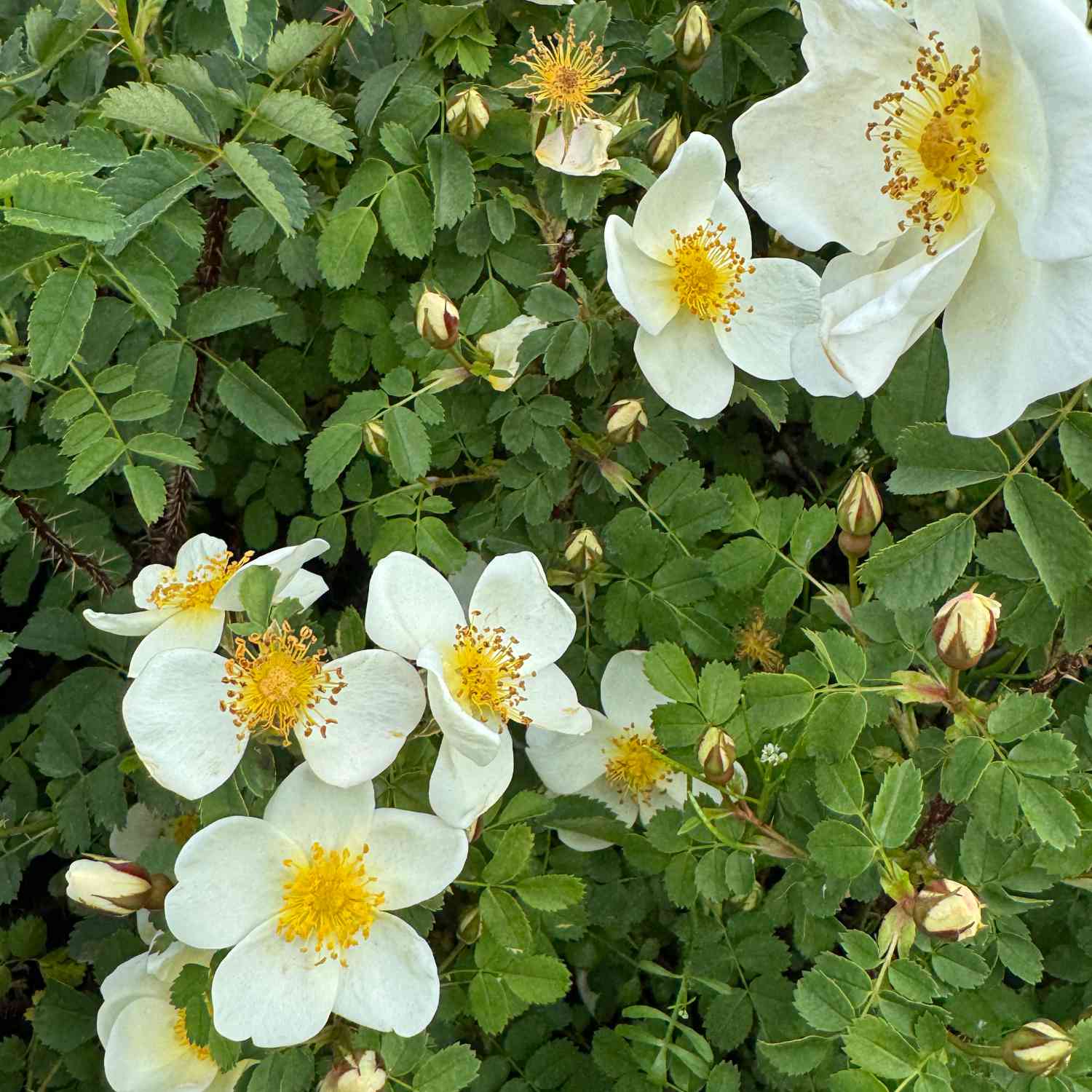 Bibernellrose / Dünenrose Bibernellrose / Dünenrose