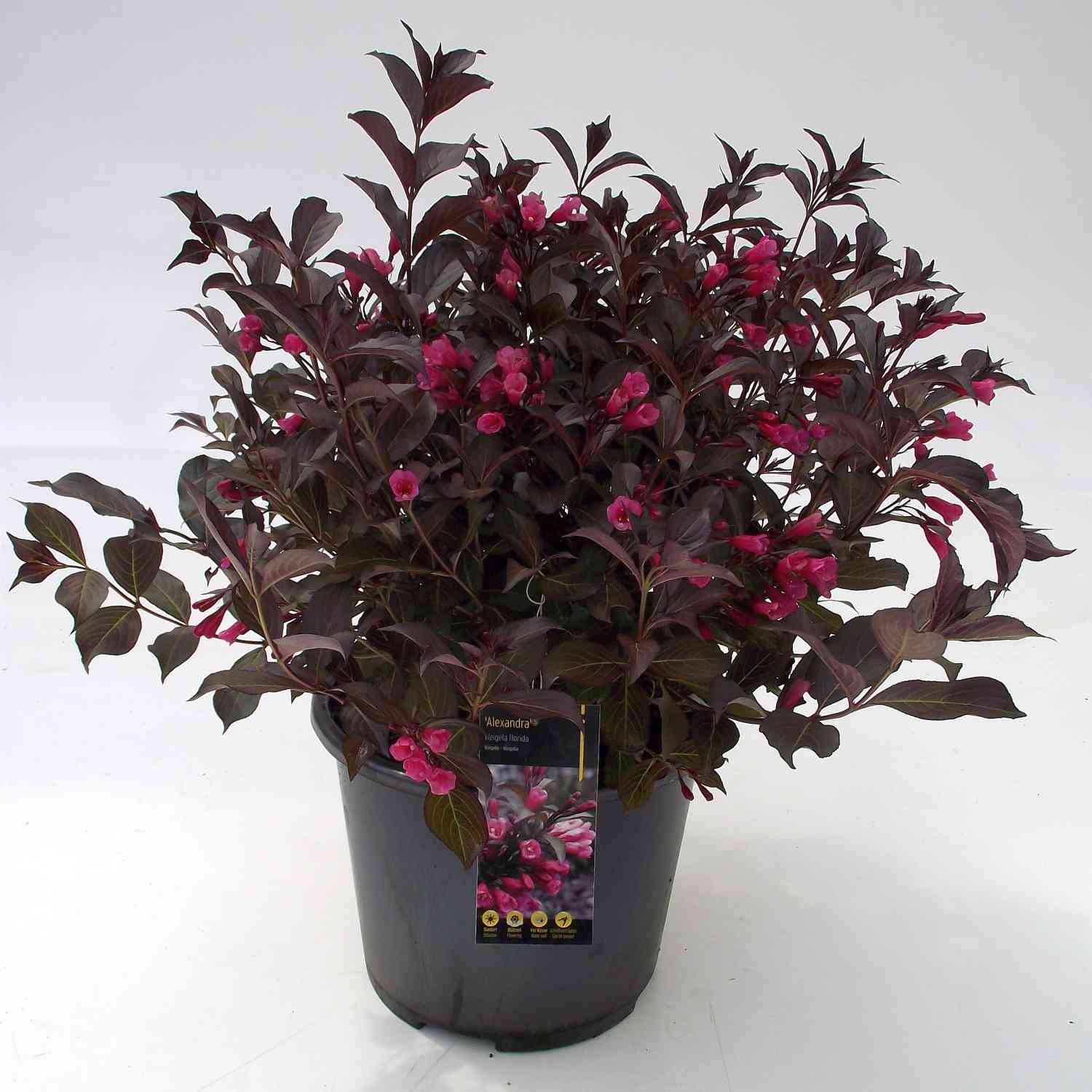 Dunkellaubige Weigelie 'Alexandra'