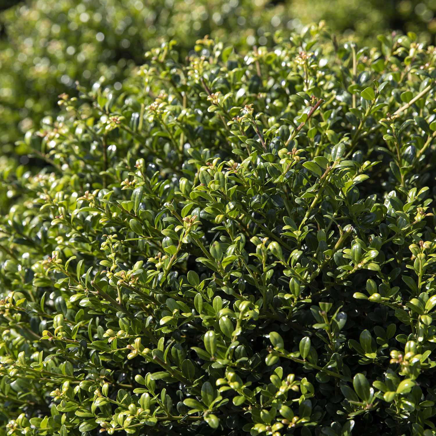 Kategorie <b>Produkt ohne Kategoriezuordnung </b> - Berg-Ilex 'Glorie Gem' 3 Liter, 25 - 30 cm - Ilex crenata 'Glory Gem'