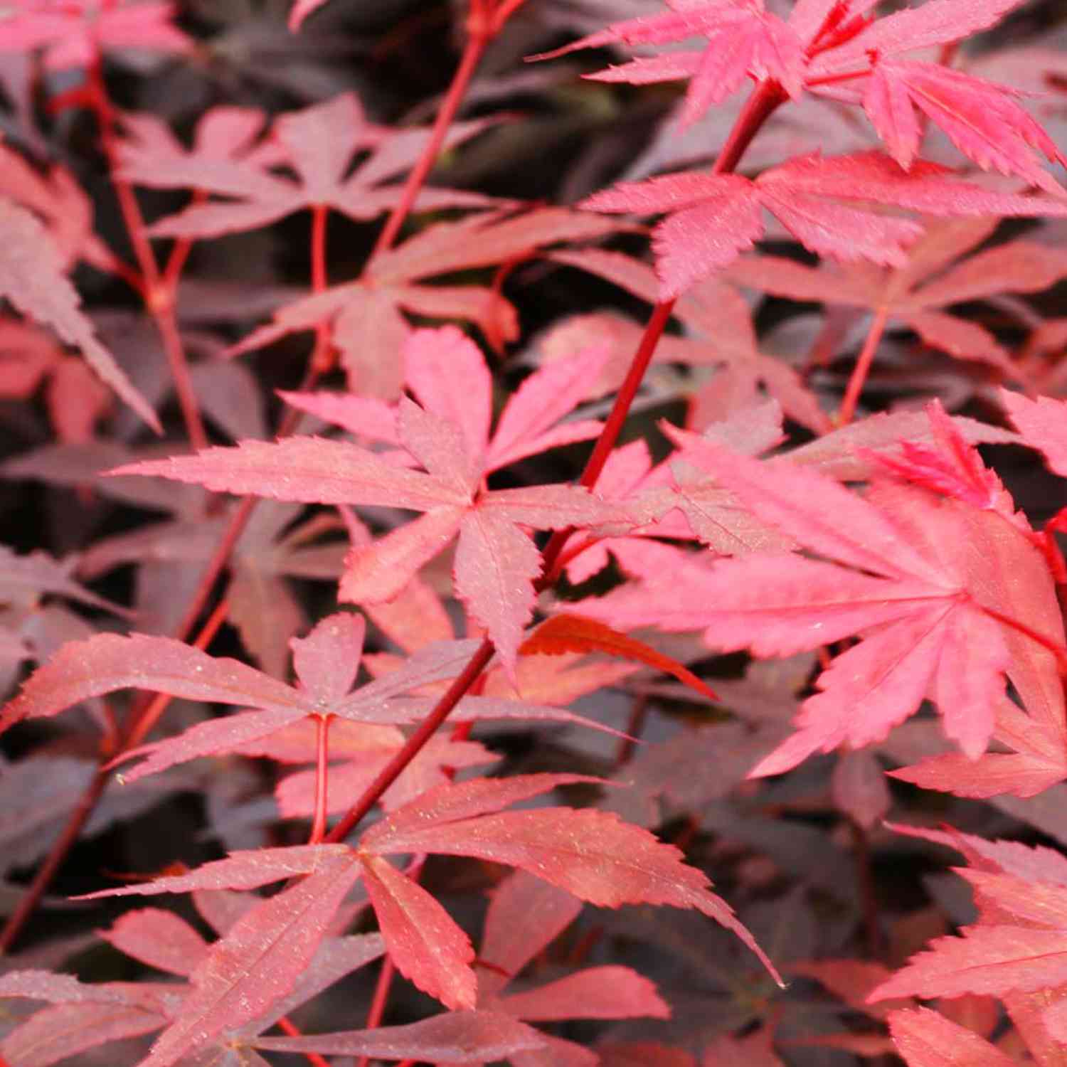Fächerahorn 'Skeeter's Broom' Fächerahorn 'Skeeter's Broom'