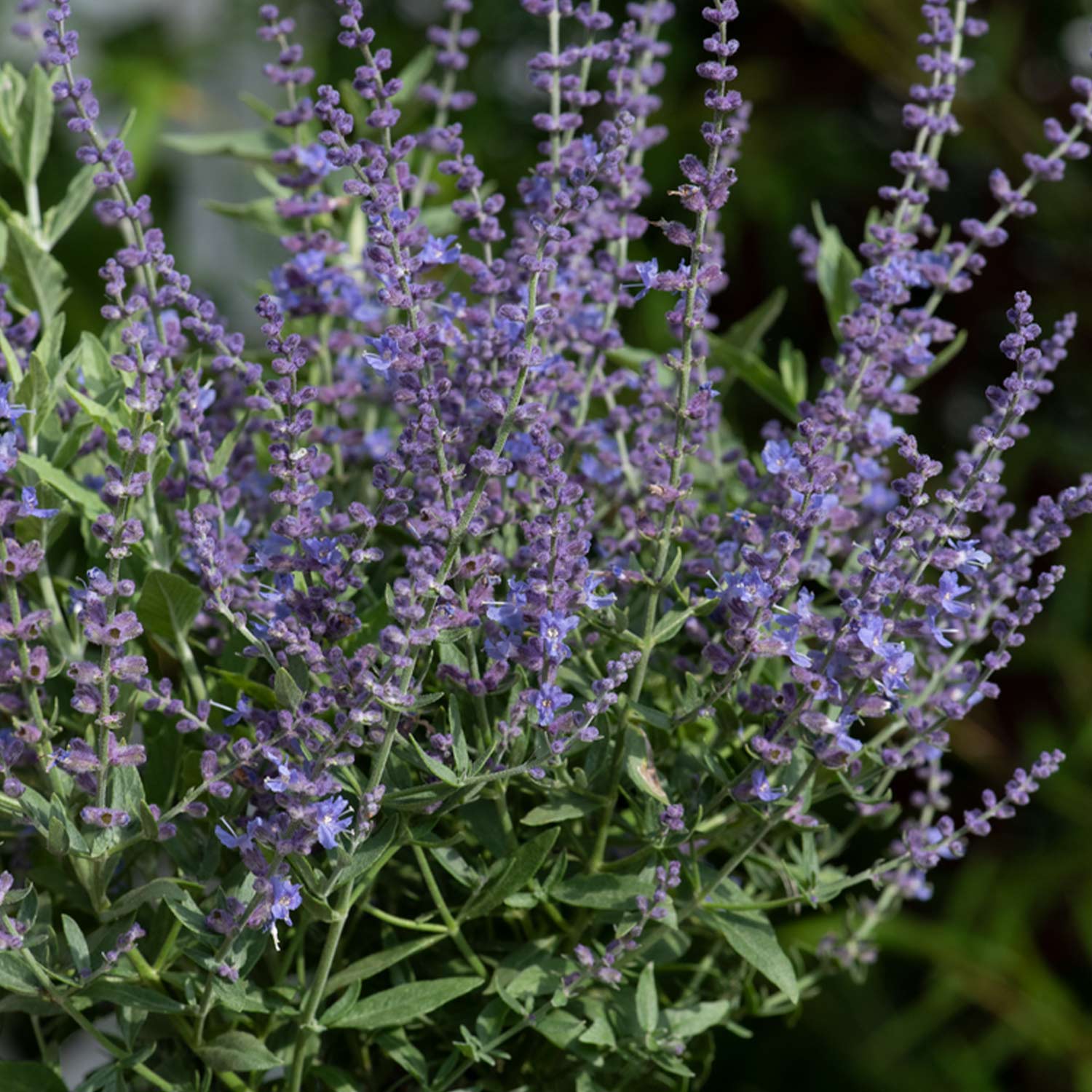 Blauraute 'Bluesette®' Liefergröße: 30 - 40 cm