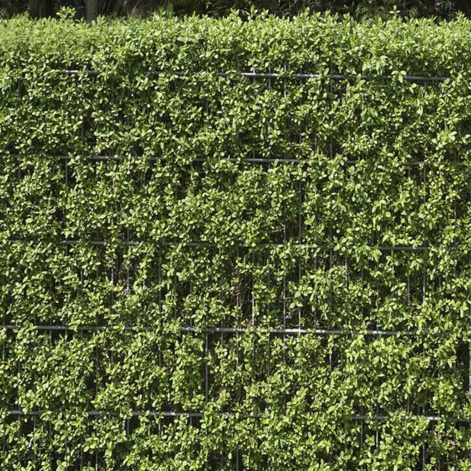 Ovalblättriger Liguster Ovalblättriger Liguster