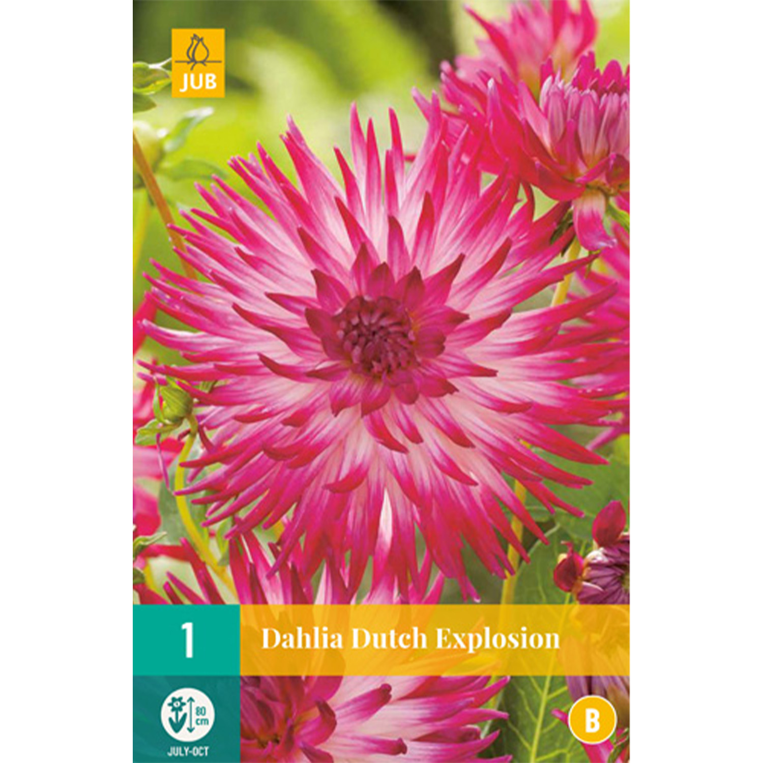 Kategorie <b>Produkt ohne Kategoriezuordnung </b> - Kaktusdahlie 'Dutch Explosion' Liefergröße: Zwiebelgröße 1 - Dahlia x hybrida