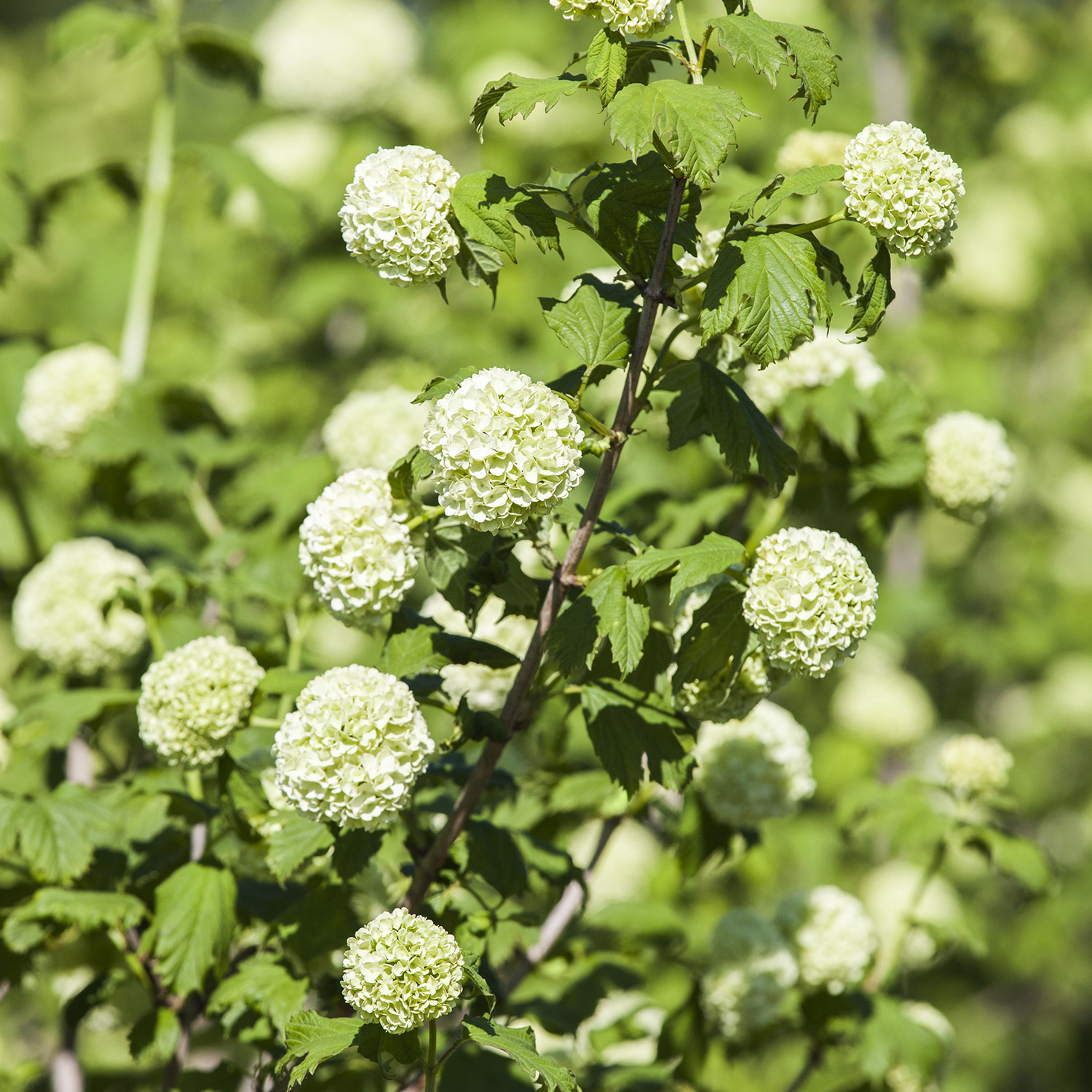 Gefüllter Schneeball 'Roseum' Container, 5 Liter, 60 - 80 cm Liefergröße: 60 - 80 cm