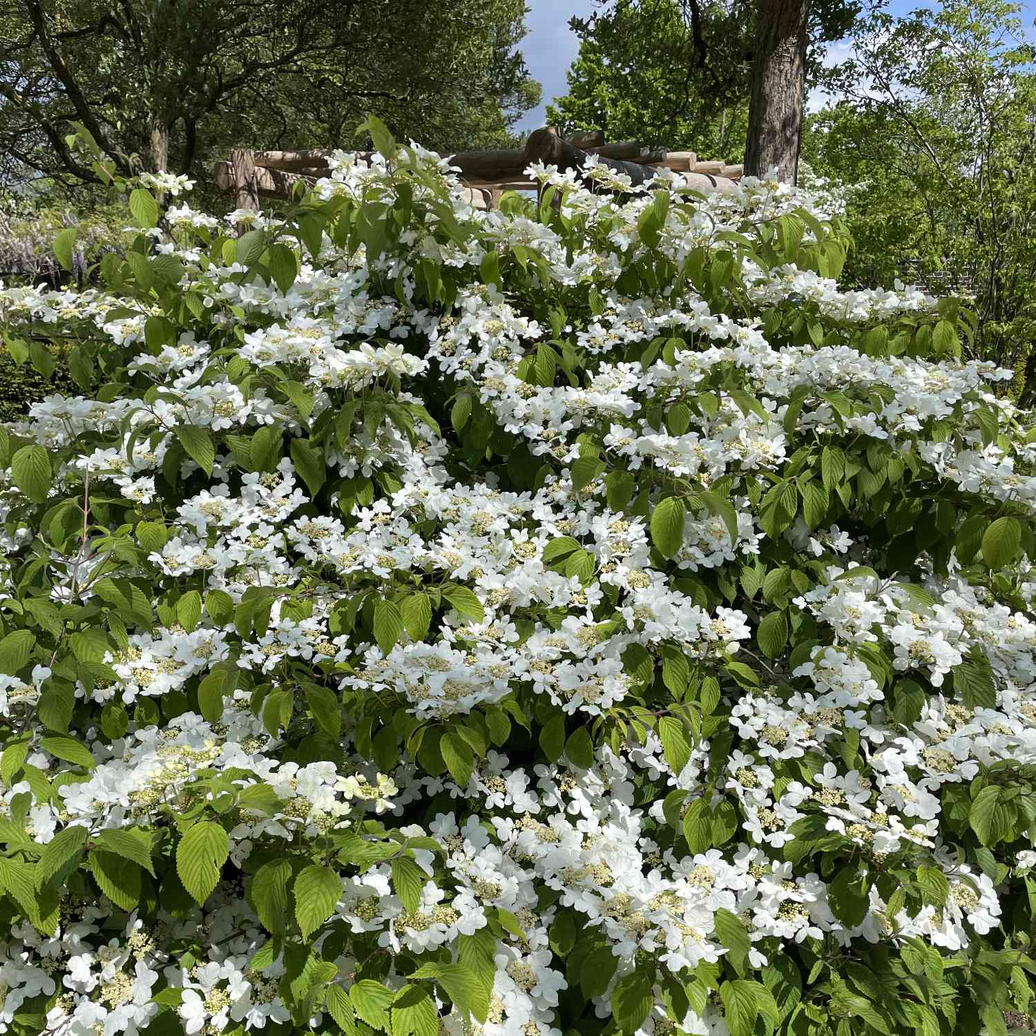 Japanischer Schneeball 'Summer Snowflake'